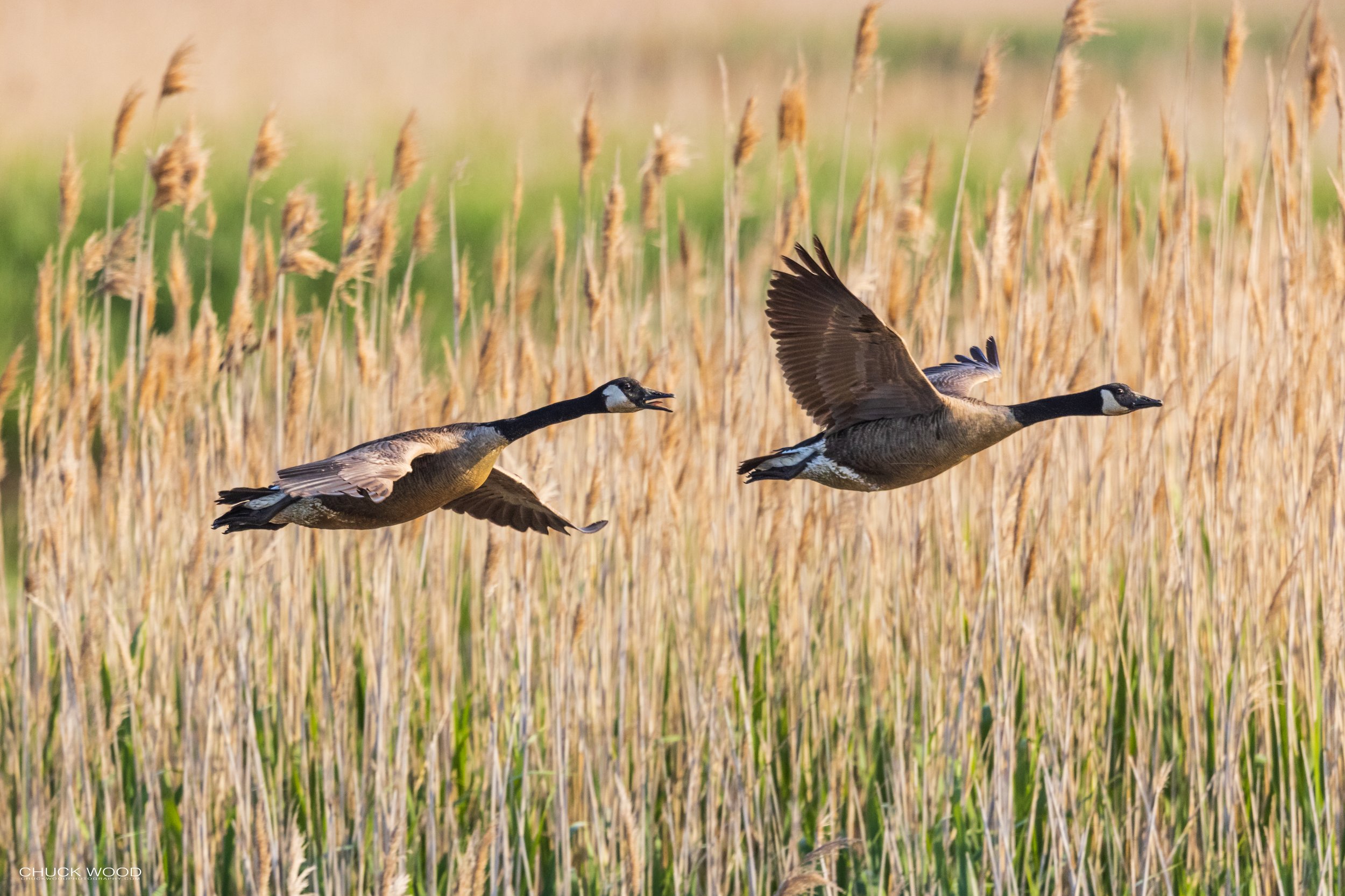  Forsythe NWR, NJ 2021 