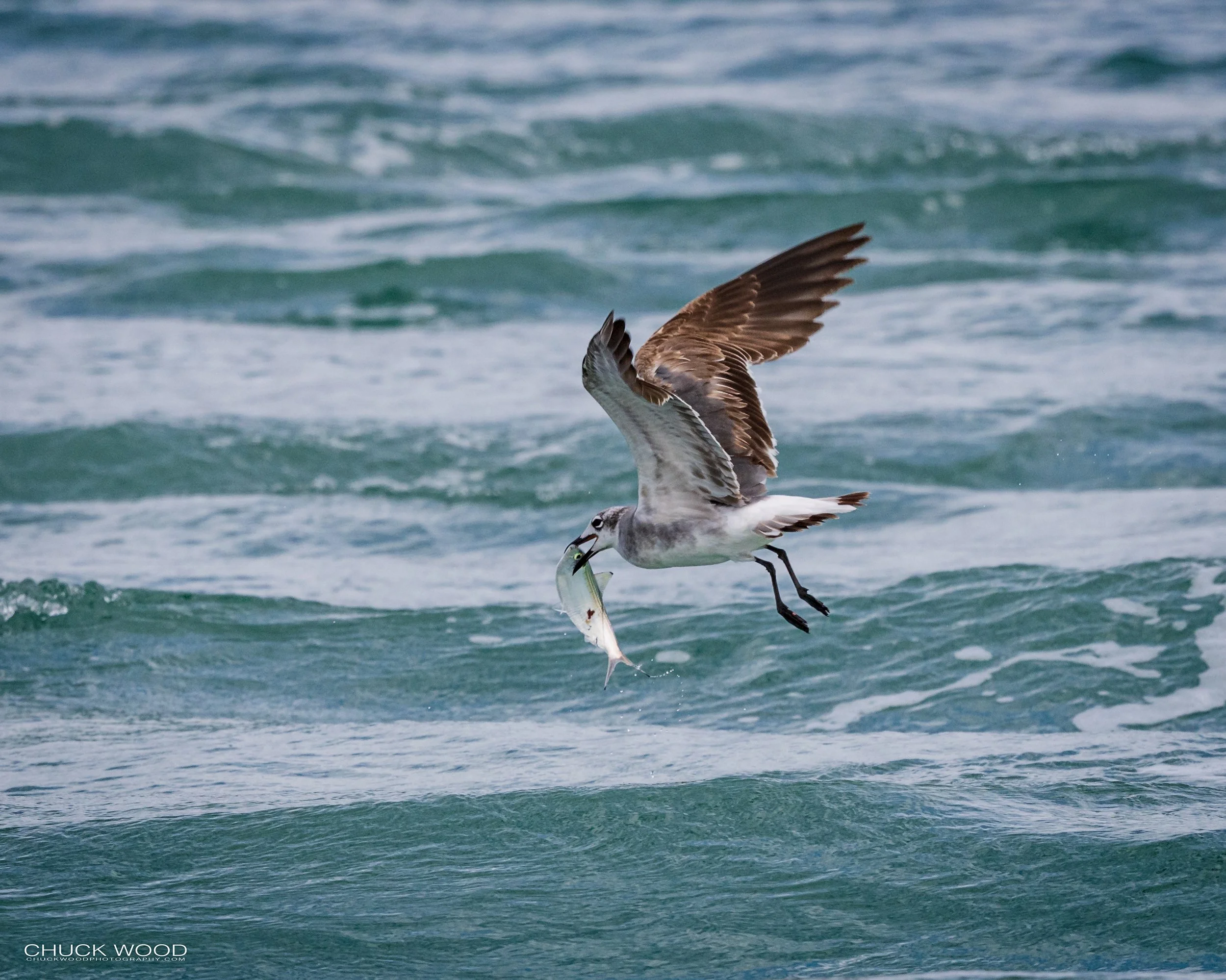  Sebastian Inlet, FL 2022 