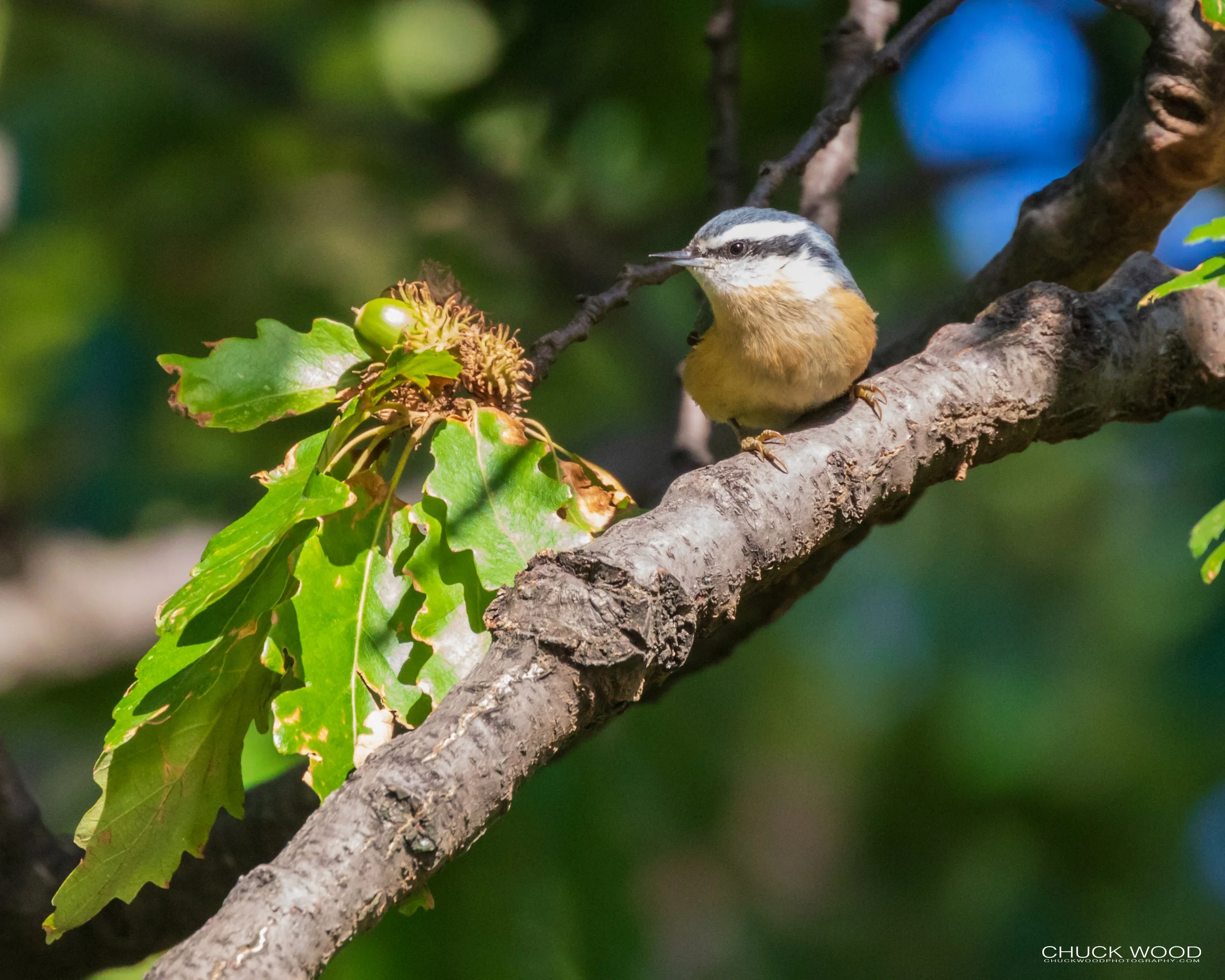  Central Park NYC, 2020 