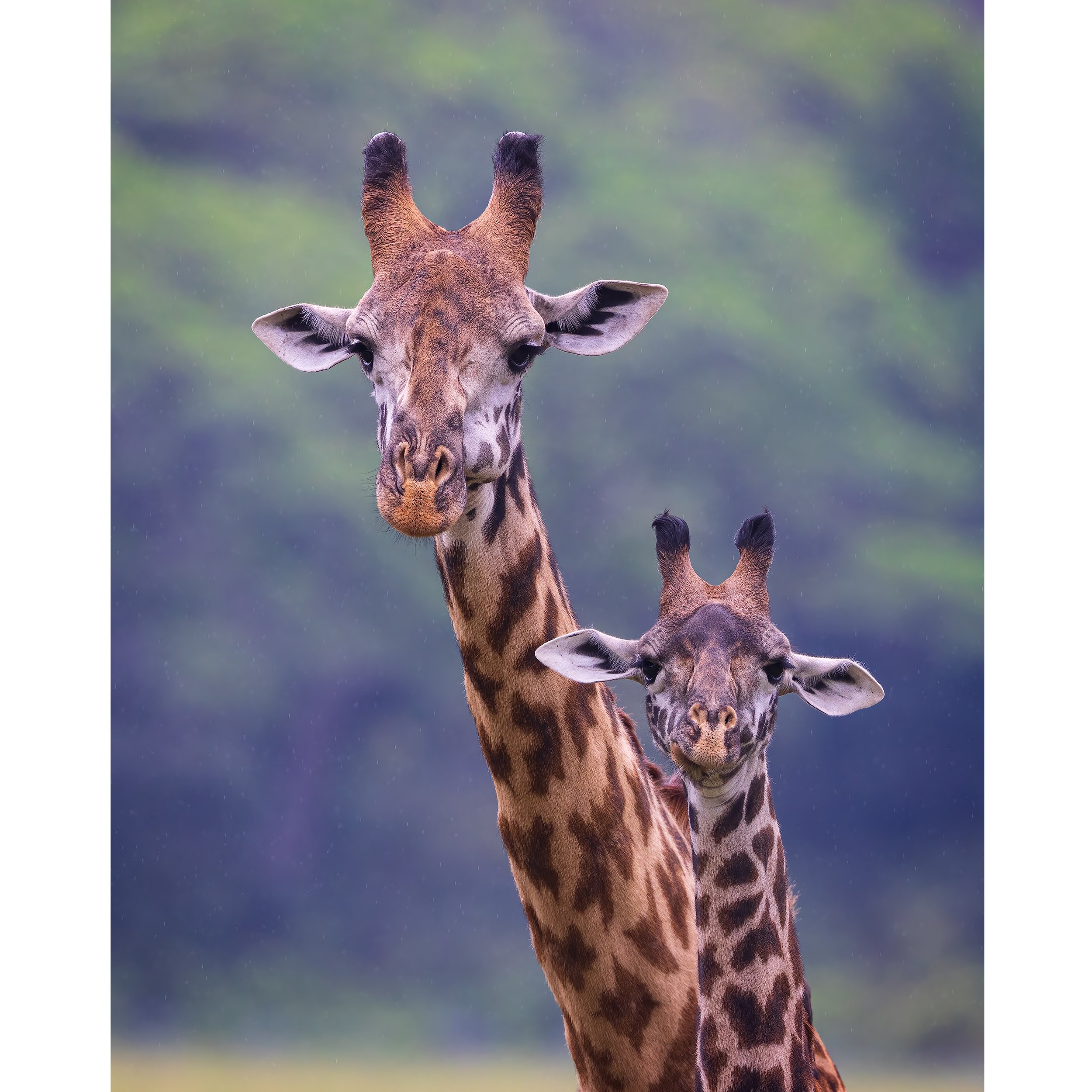 CW00074-Giraffe-Pair-Arusha-square.jpg