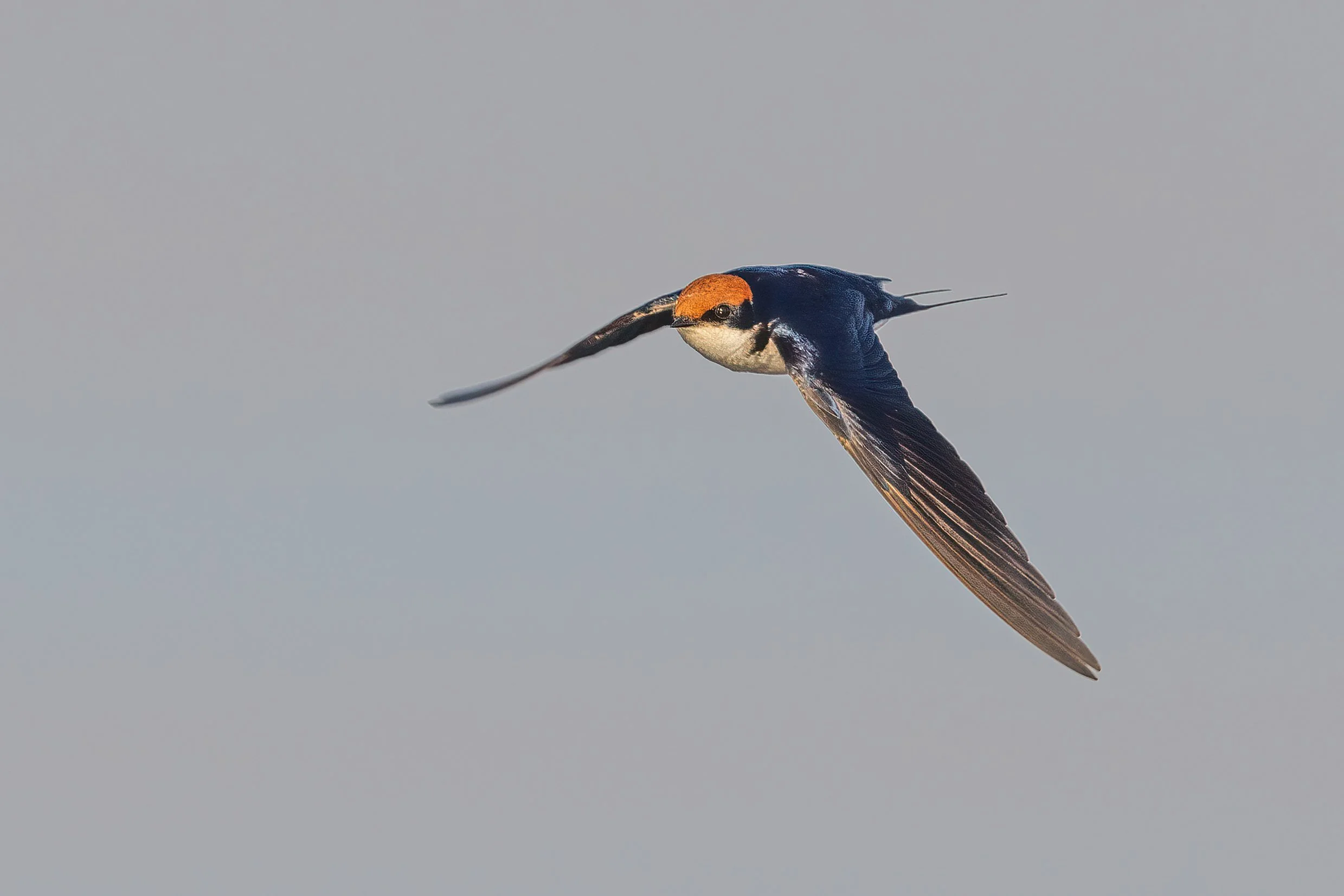  Chobe River, Botswana 2023 
