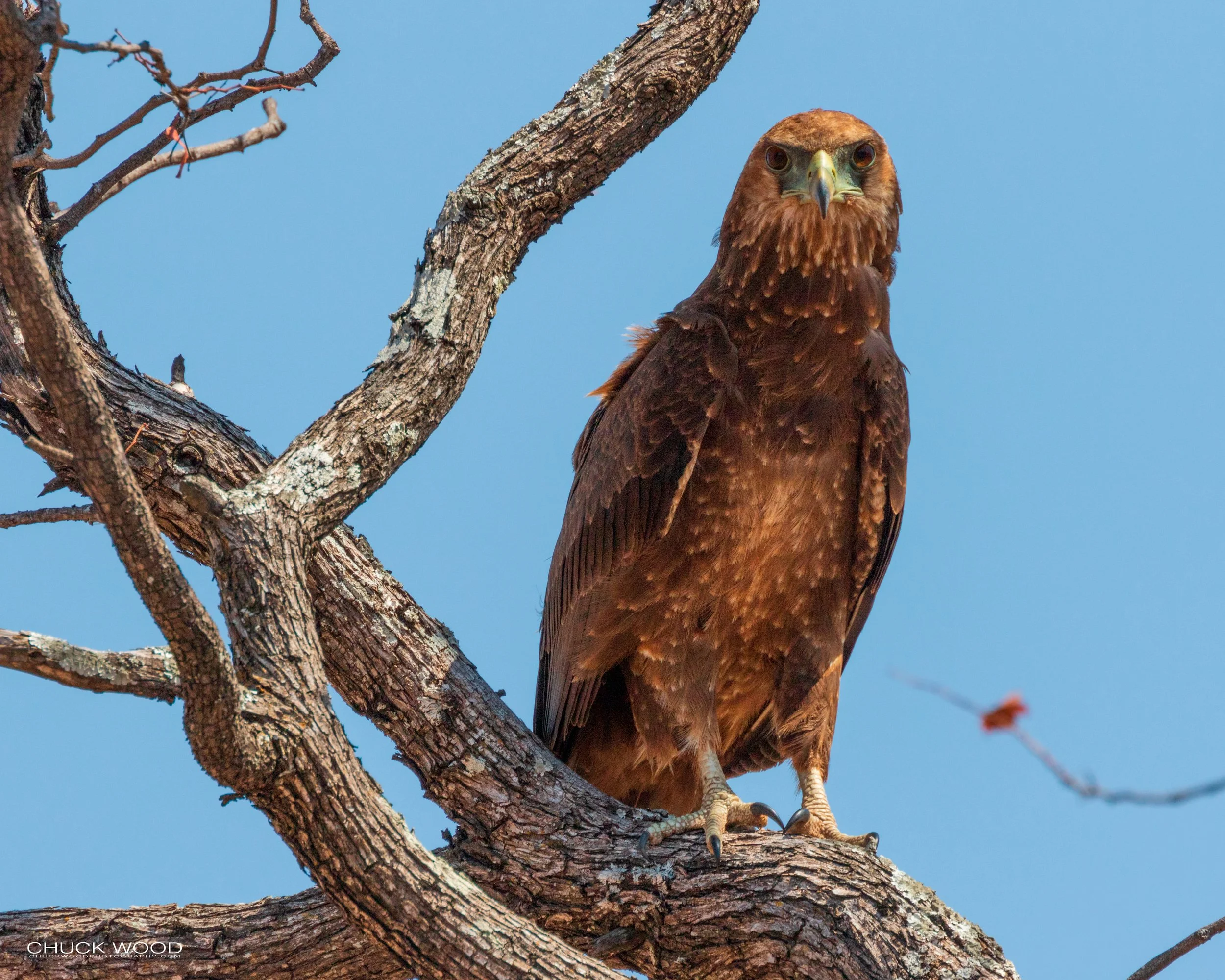  Hwange, Zimbabwe 2019 