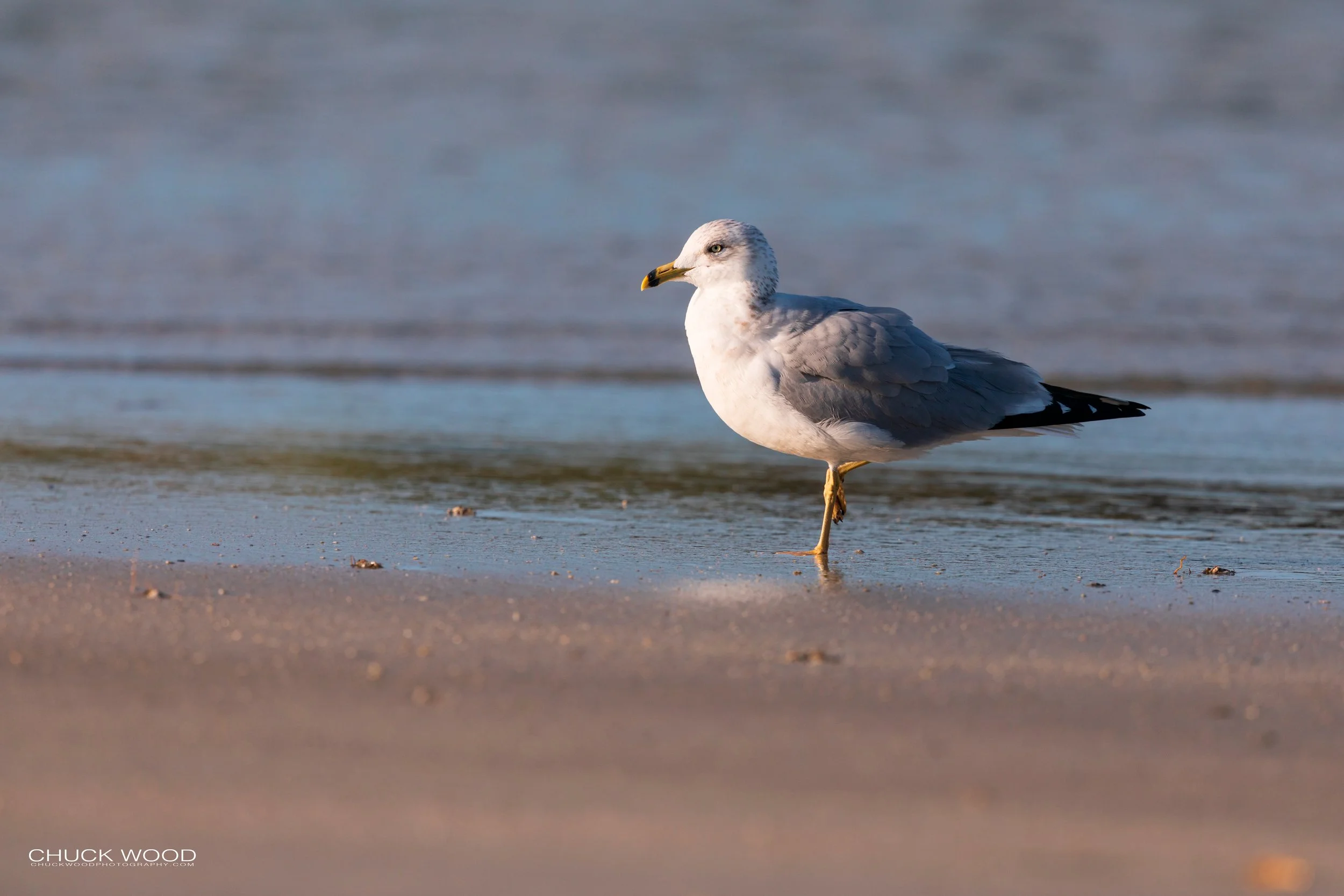  Sebastian Inlet, FL 2020 
