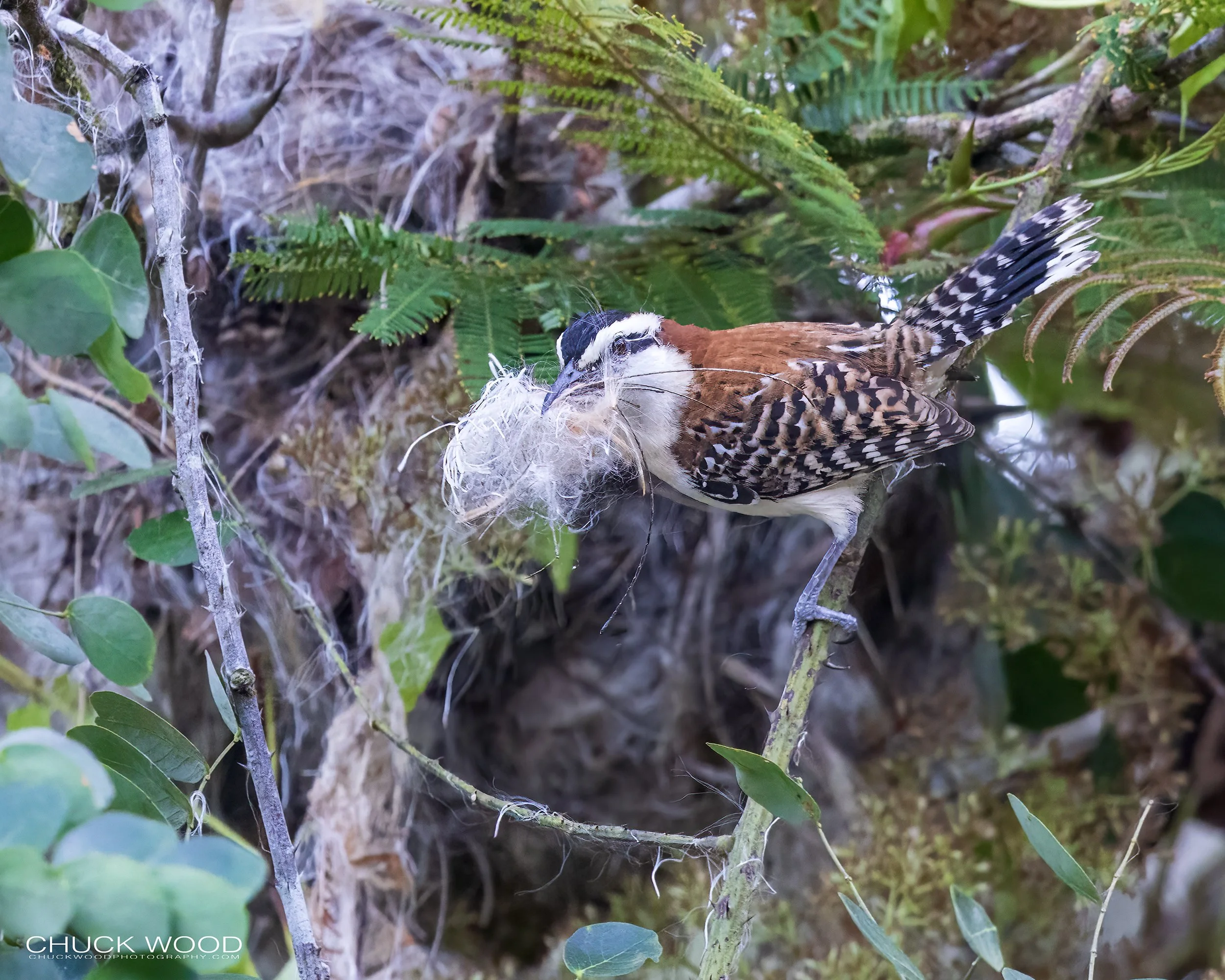  Carara NP, Costa Rica 2023 