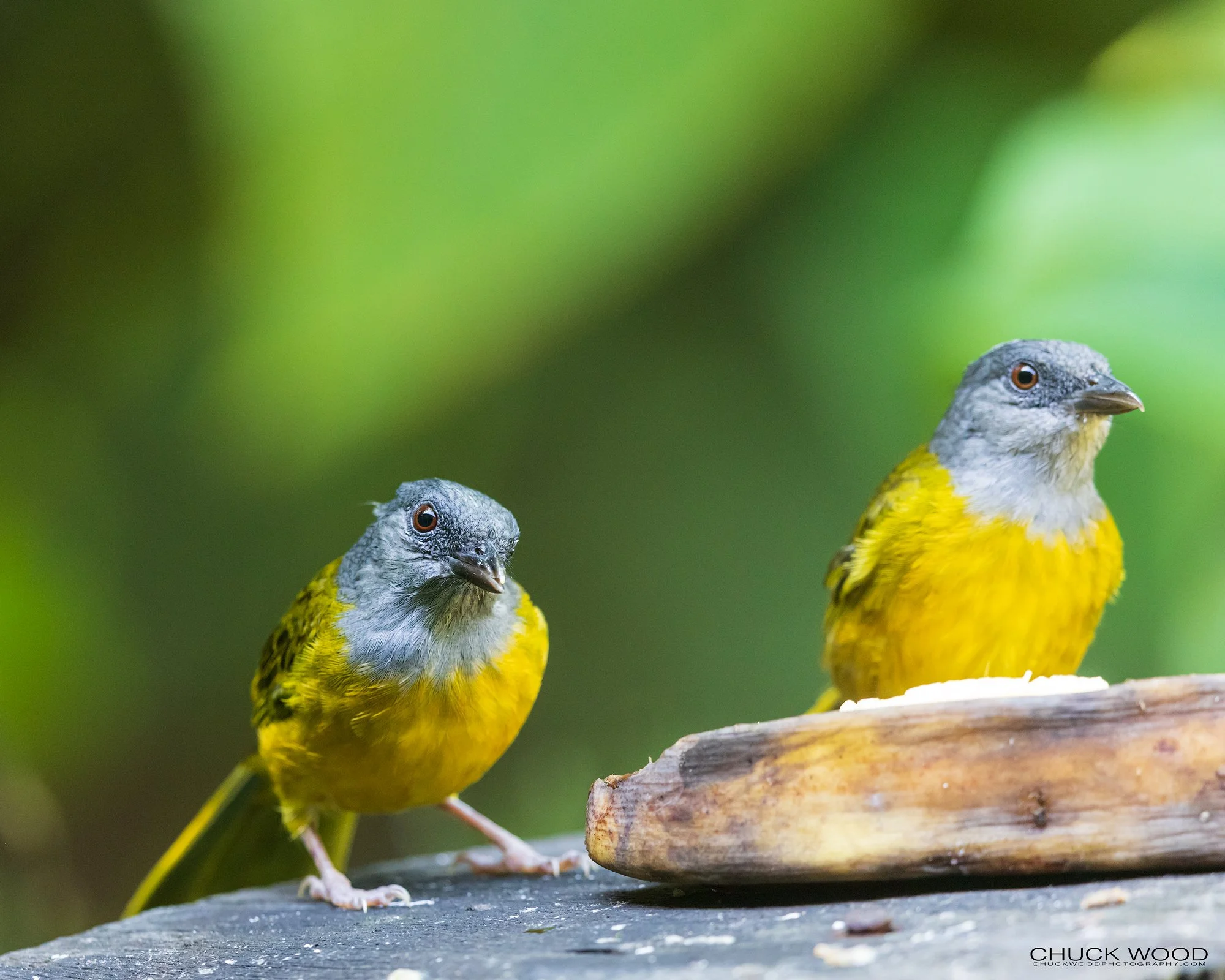  Osa Peninsula, Costa Rica 2022 