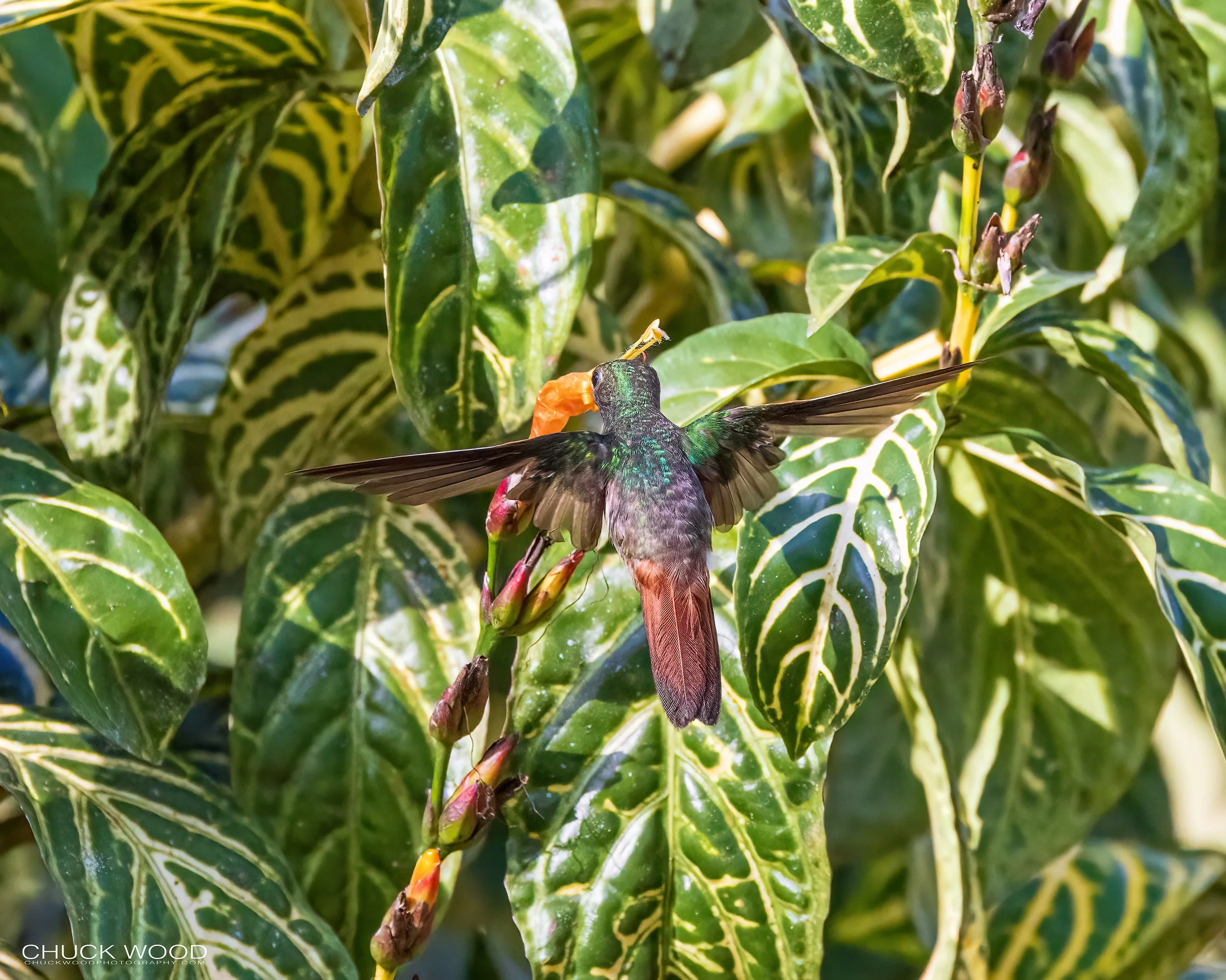  Macaw Lodge, Costa Rica 2023 