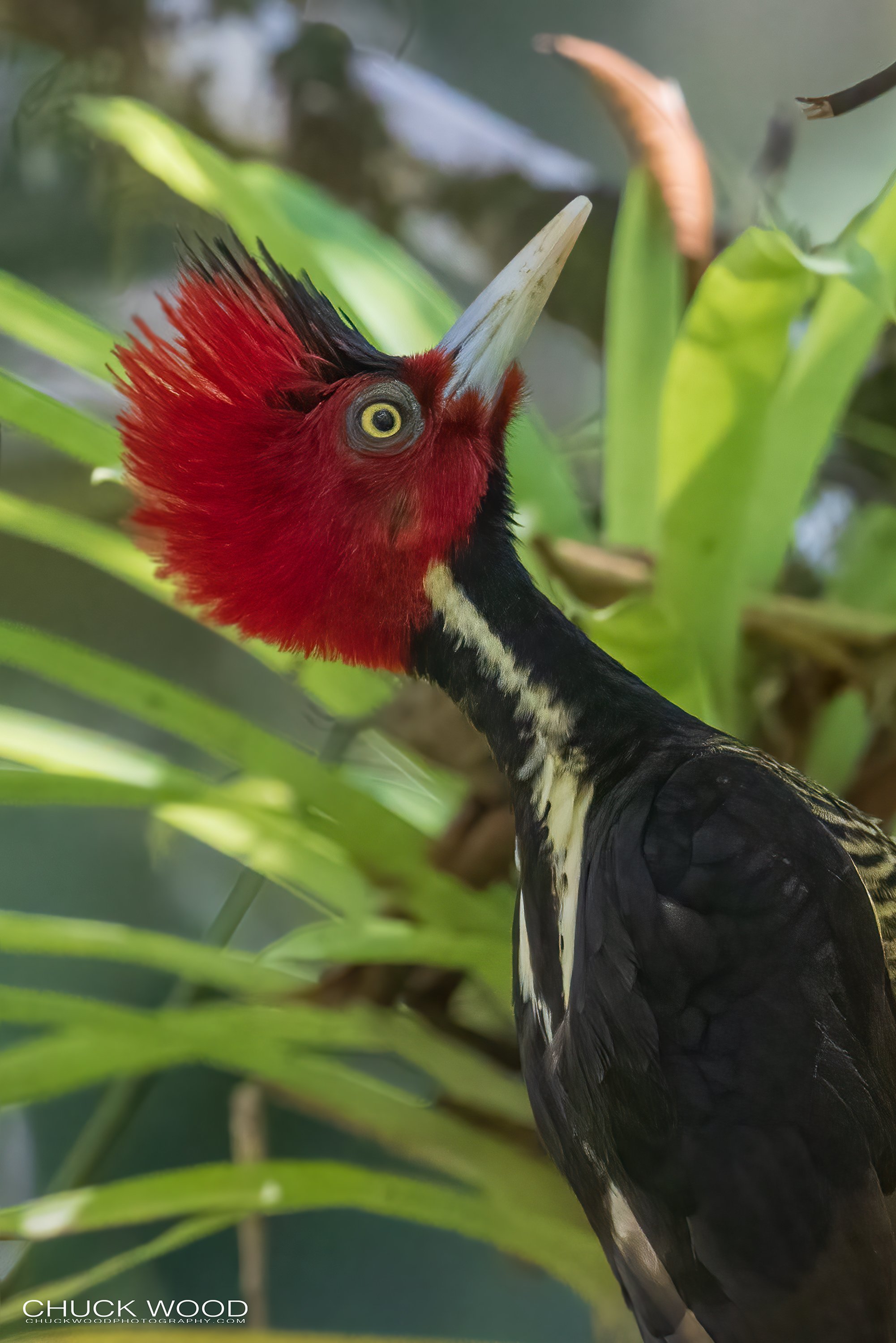  Macaw Lodge, Costa Rica 2023 