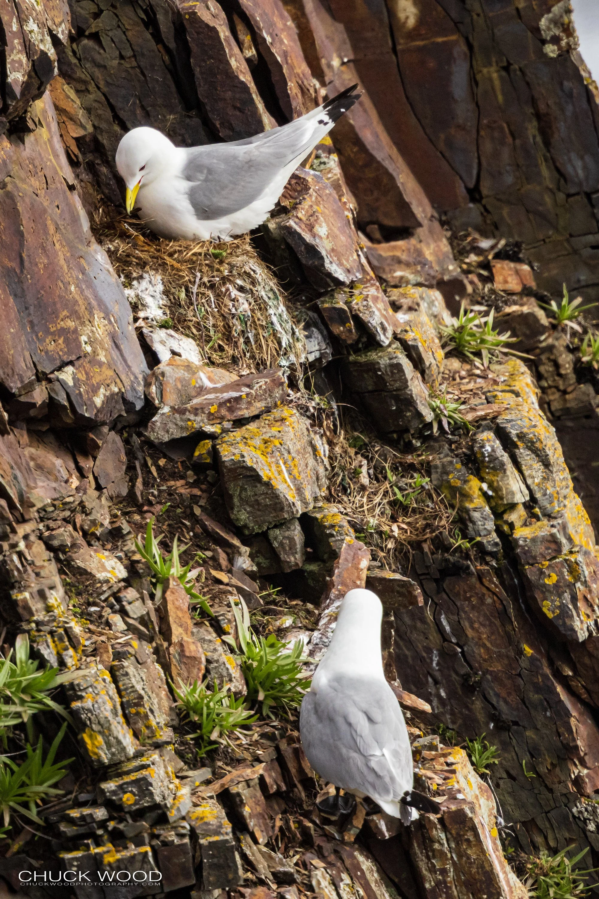  Puffin Island Elliston, NL 2022 