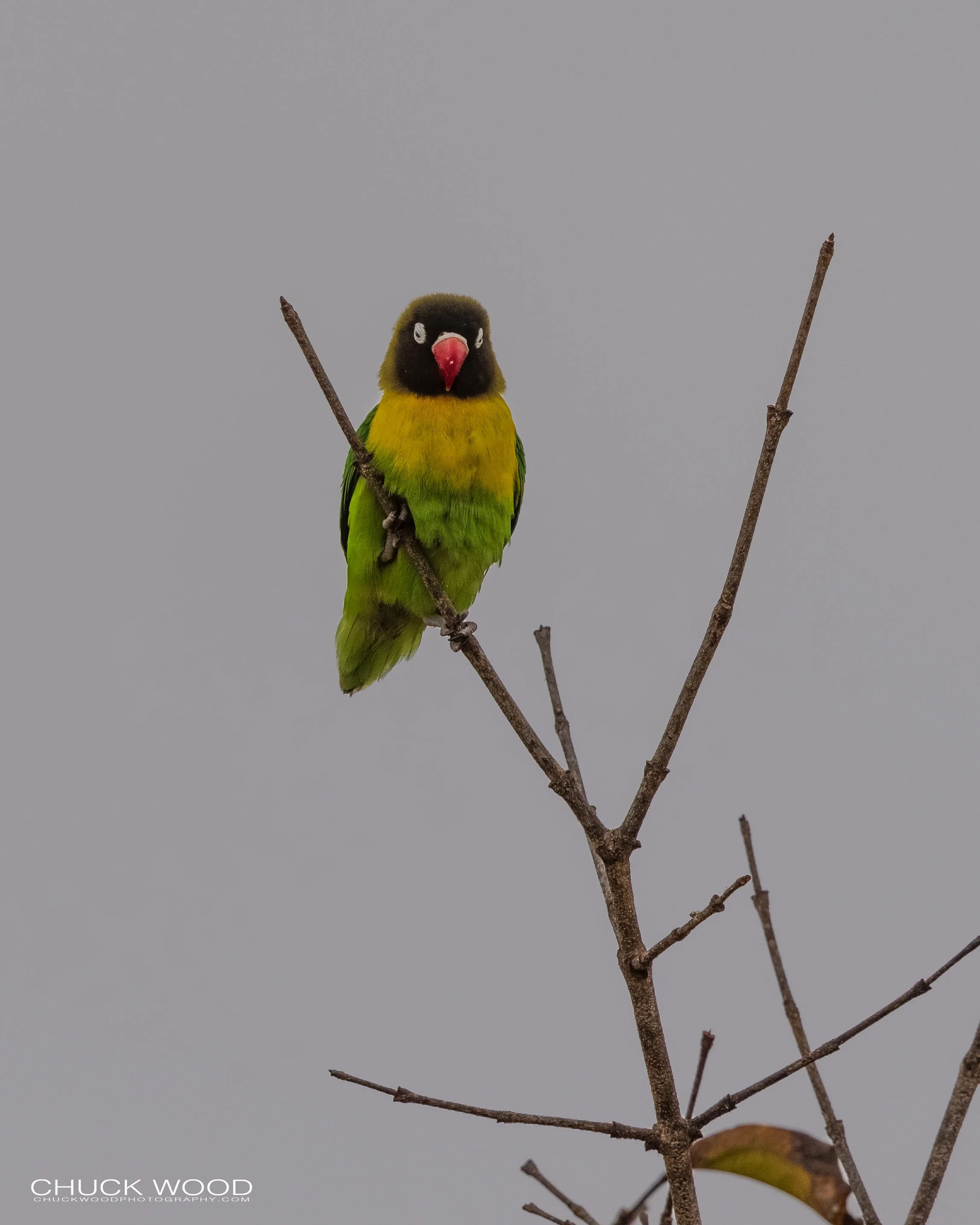  Tarangire, Tanzania 2021 