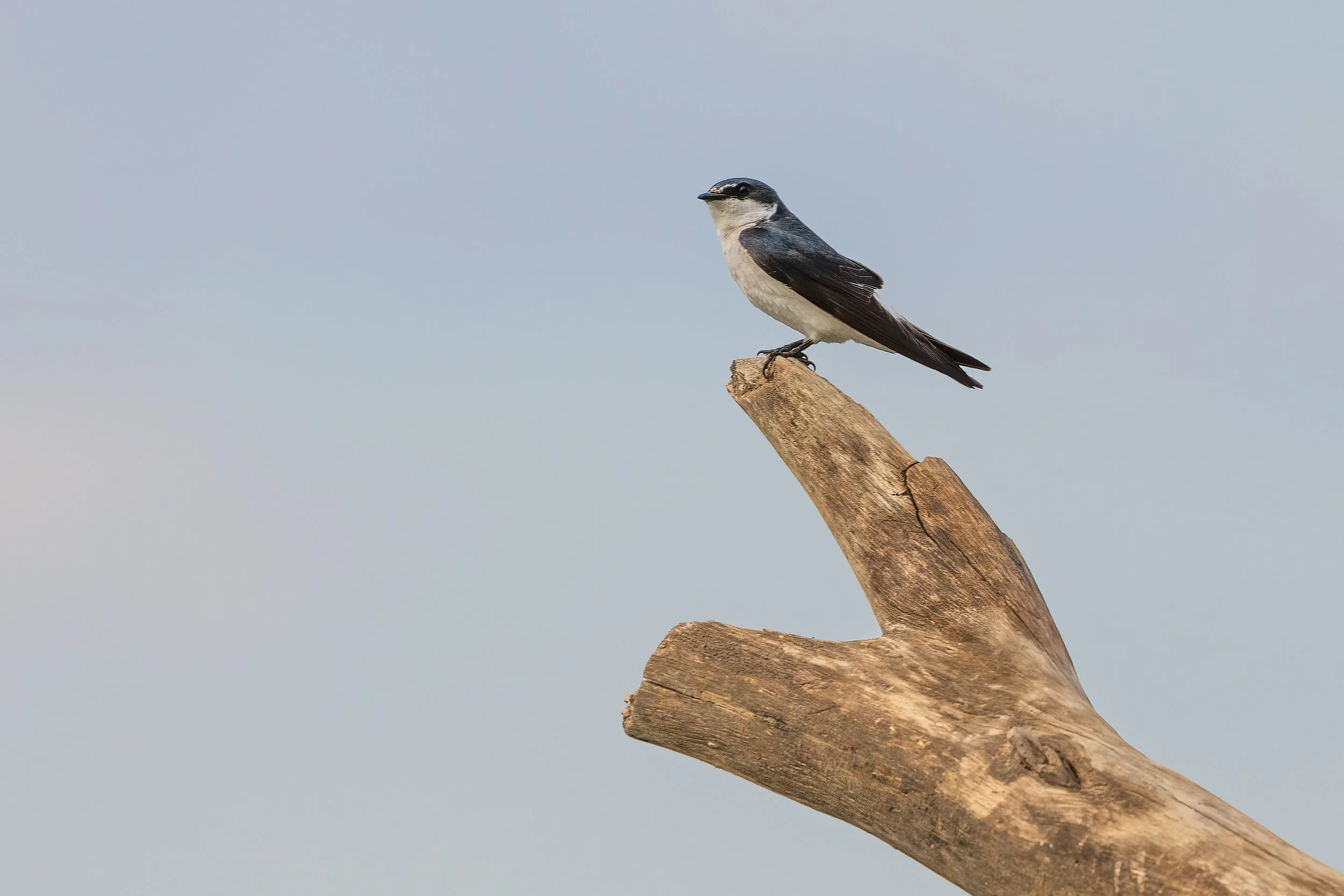  Tarcoles River, Costa Rica 2023 