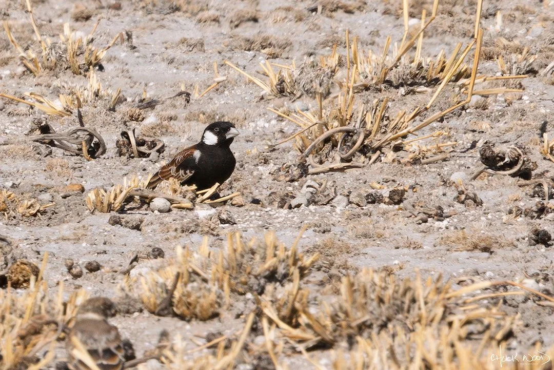  Deception Valley, Botswana 2024 