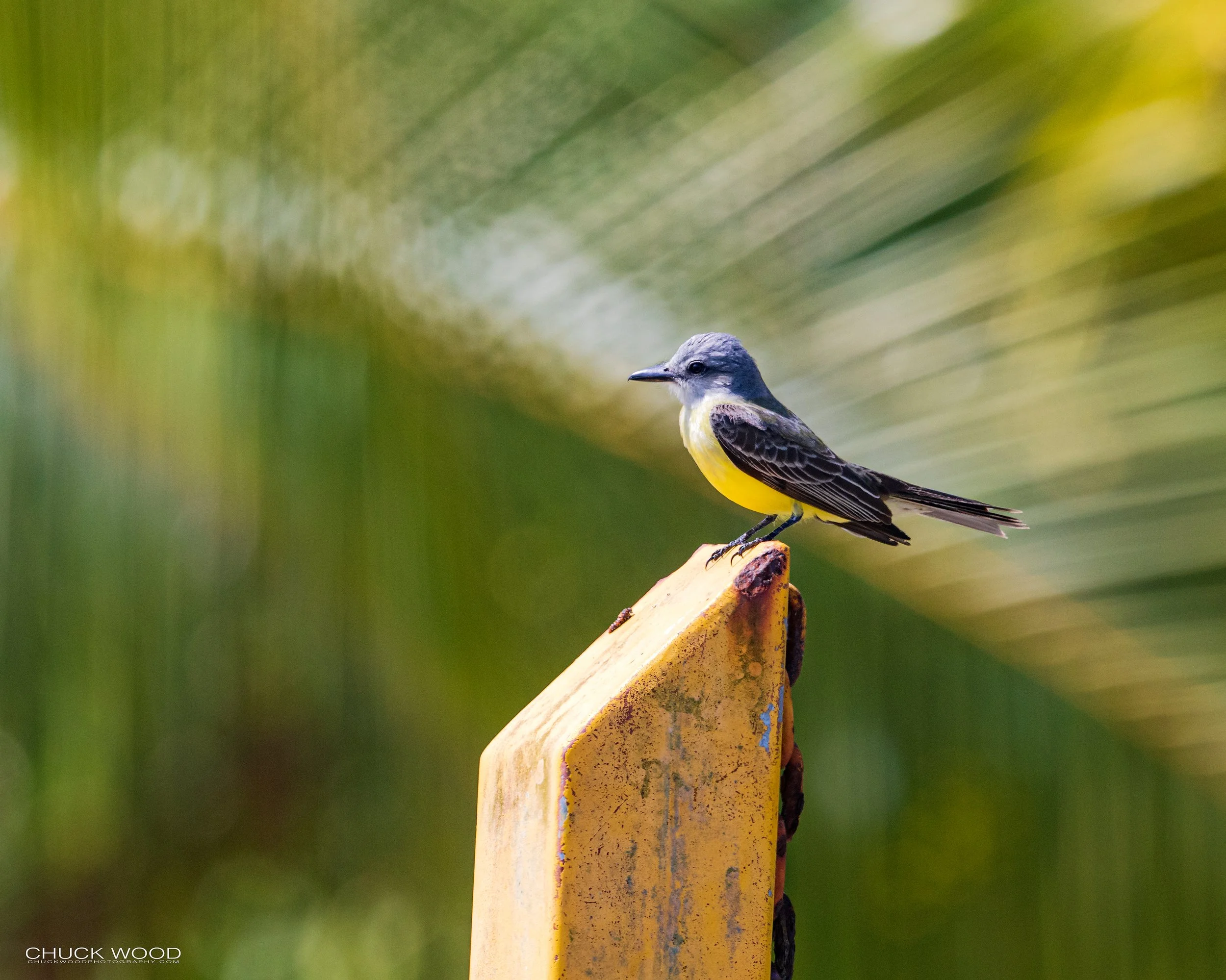  Osa Peninsula, Costa Rica 2022 I/ 