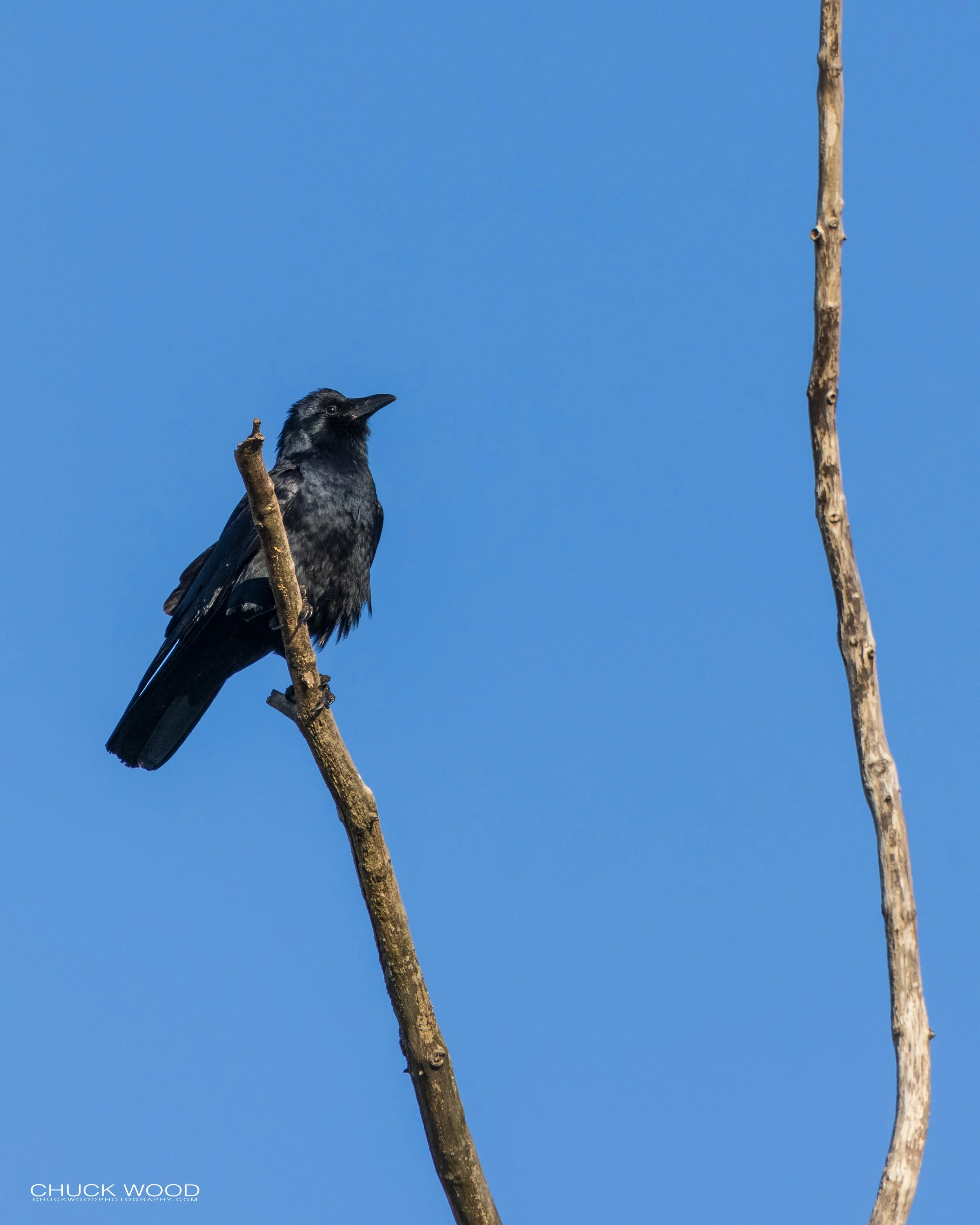  Foschini Park, NJ 2021 