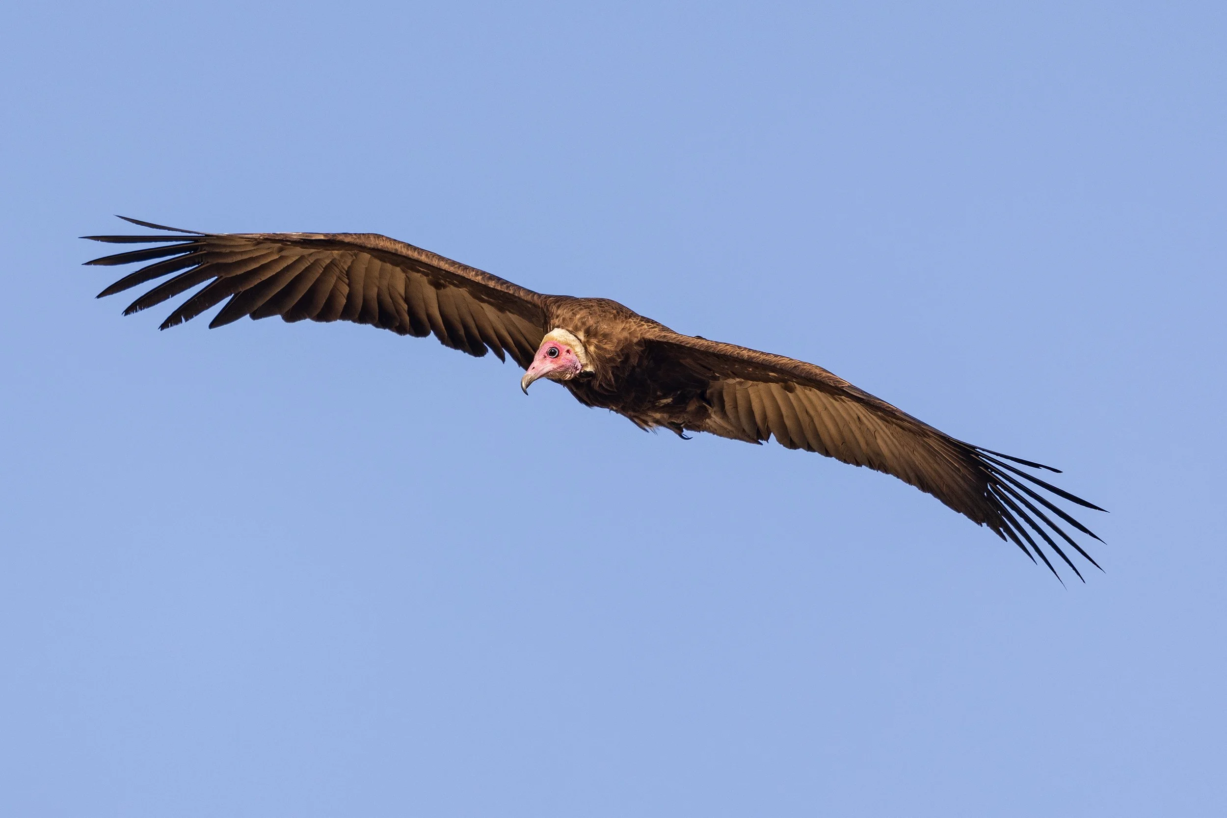  Moremi,Botswana 2023 