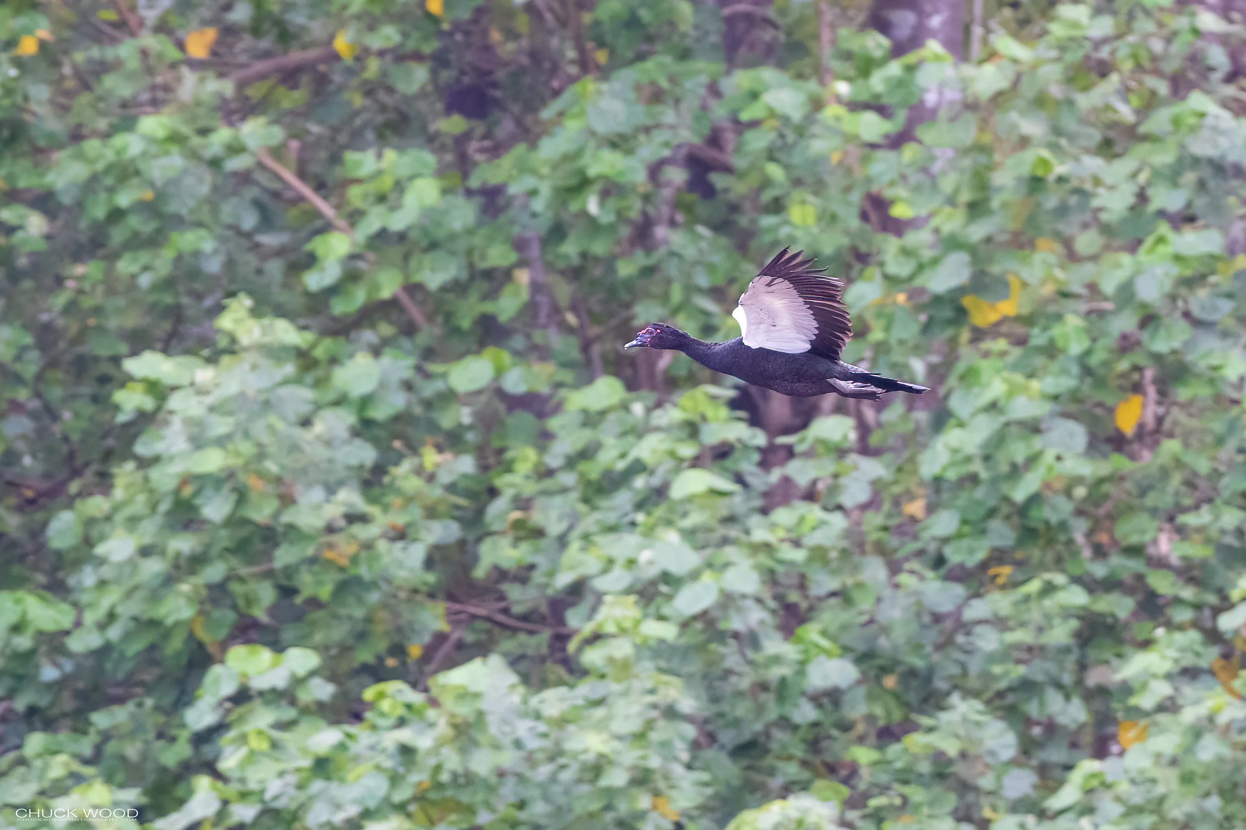  Tarcoles River, Costa Rica 2023 