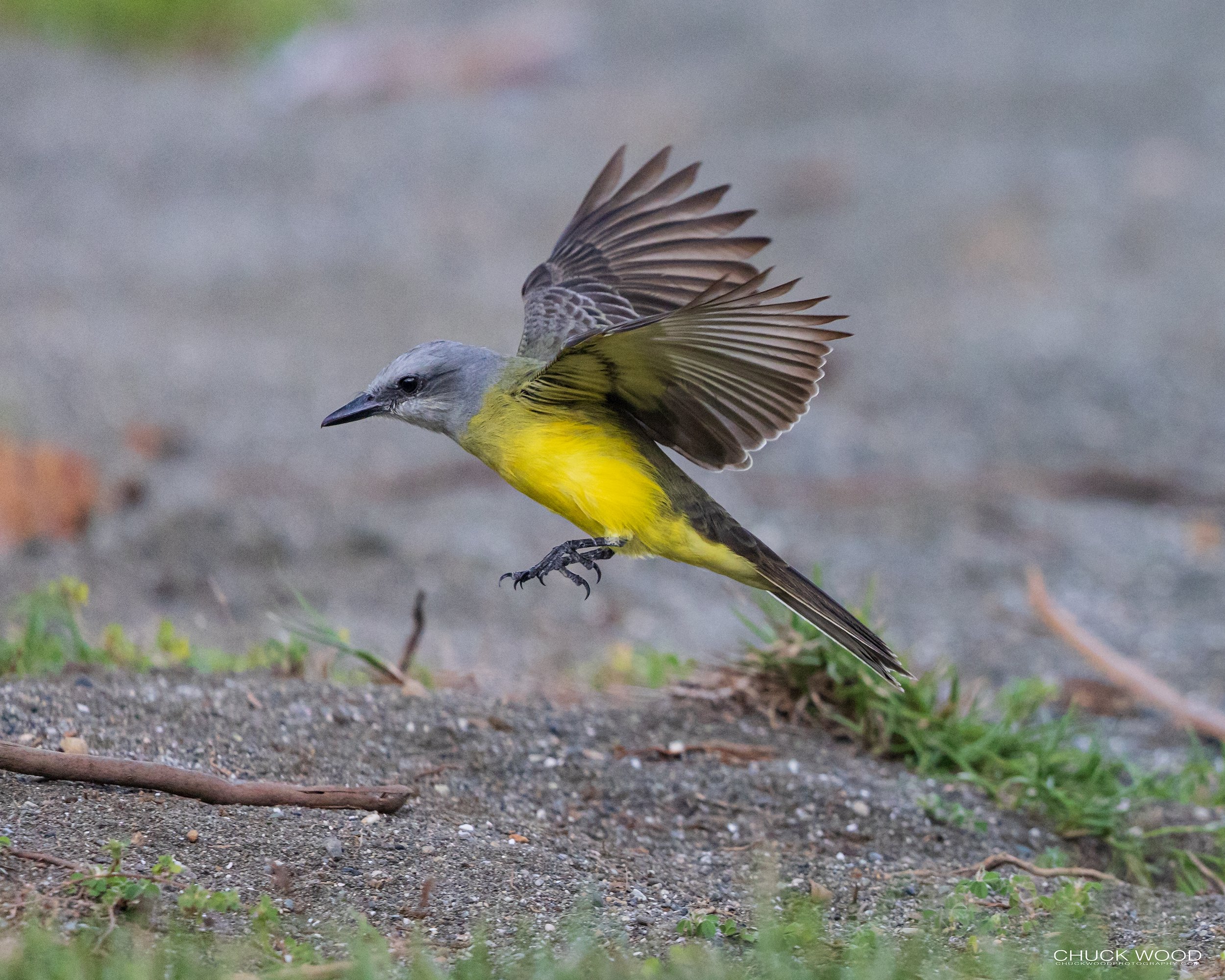  Osa Peninsula, Costa Rica 2022 I/ 