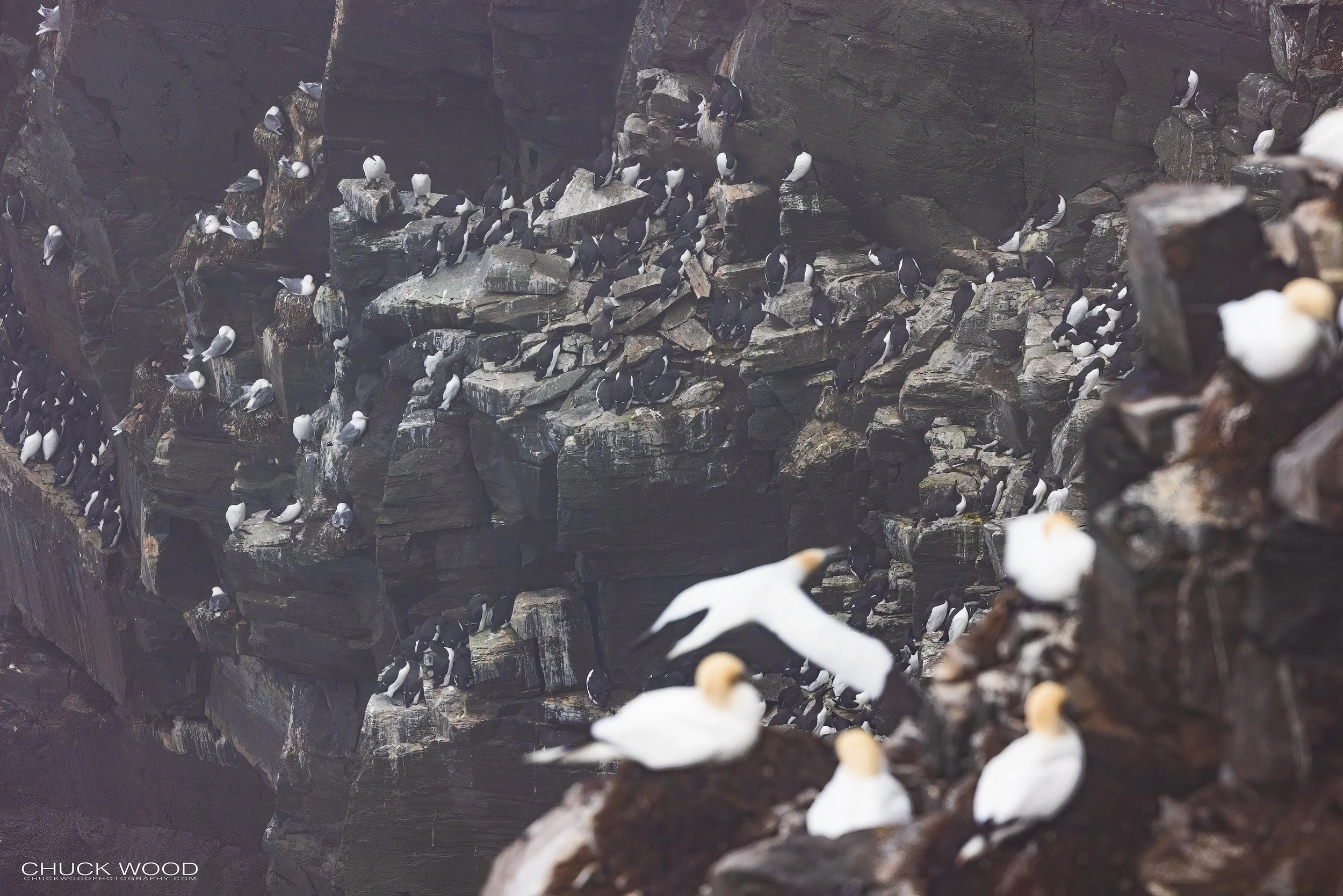   Cape St. Marys, NL 2022 