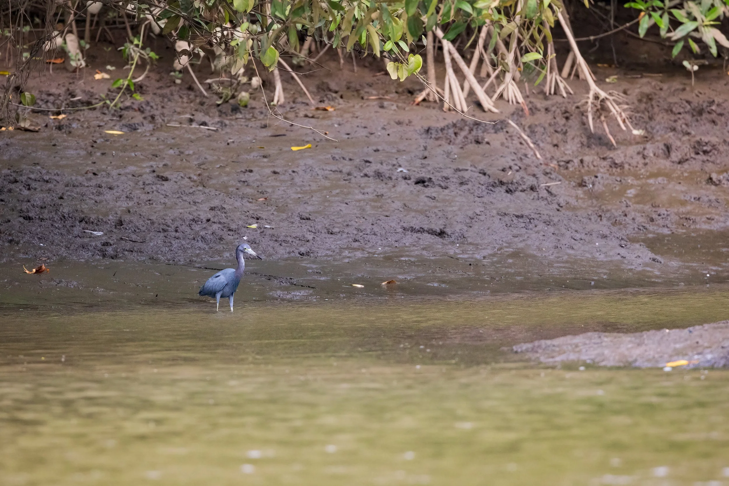  Tarcoles River, Costa Rica 2023 