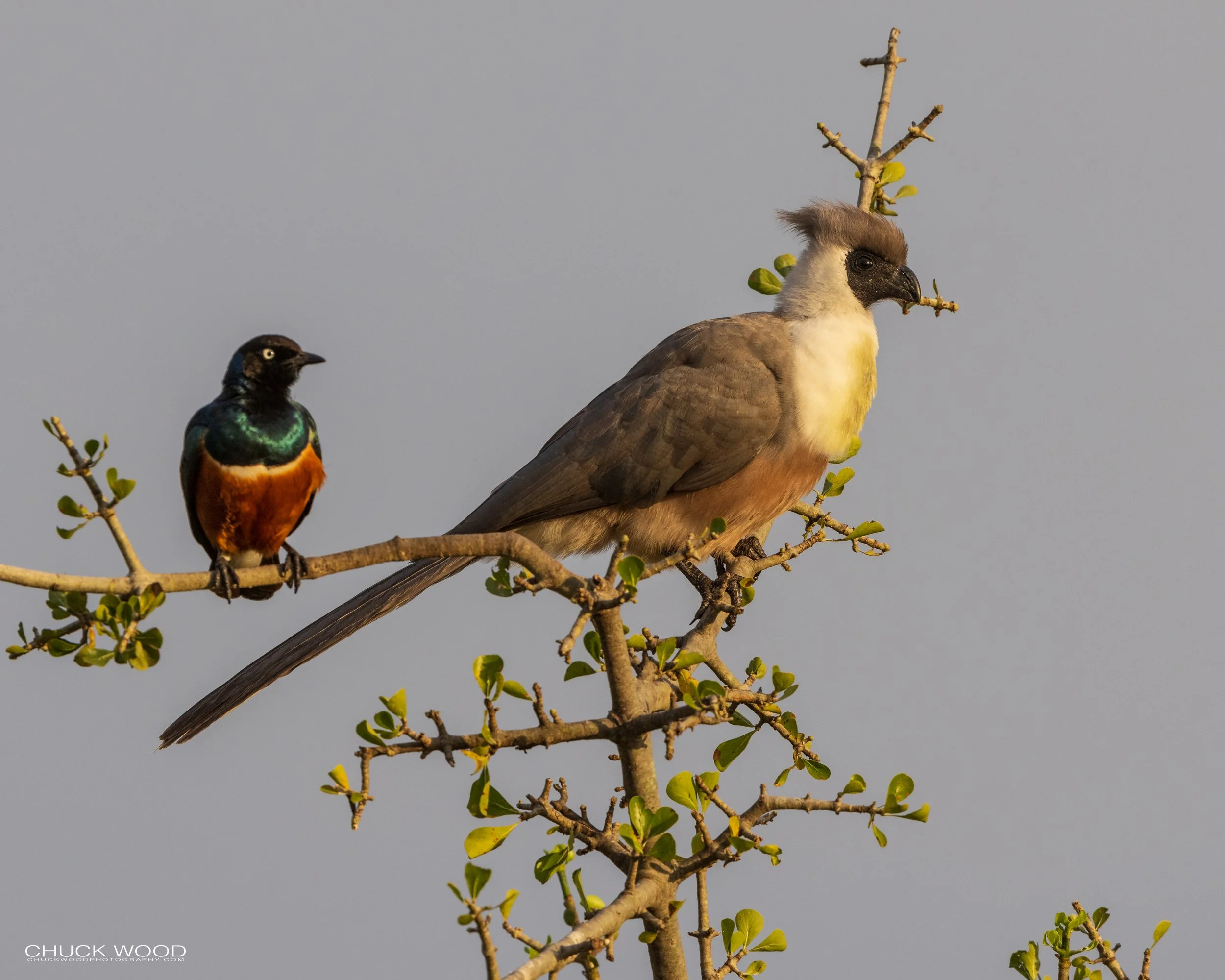  Serengeti, Tanzania 2021 
