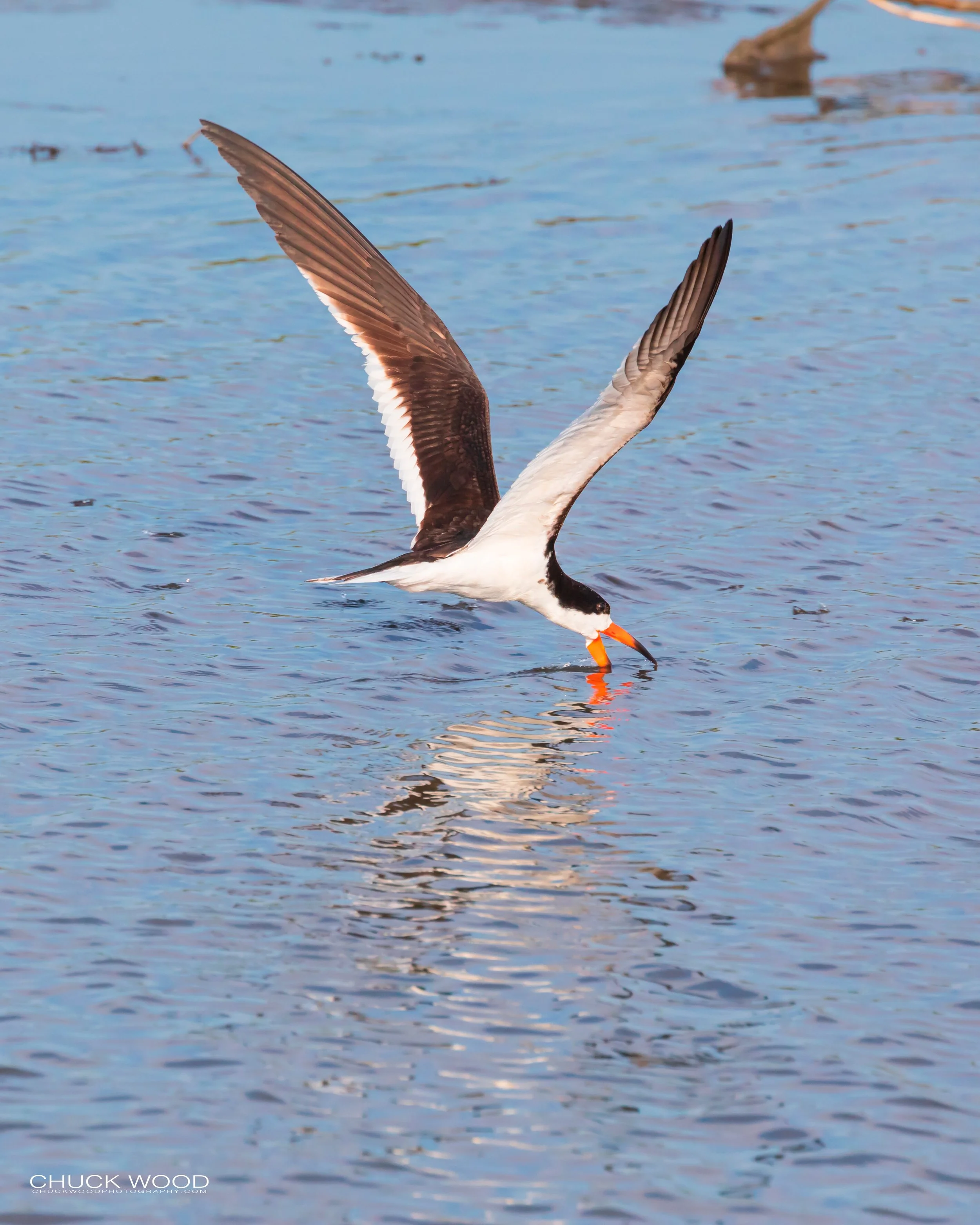  Forsythe NWR, NJ 2019 