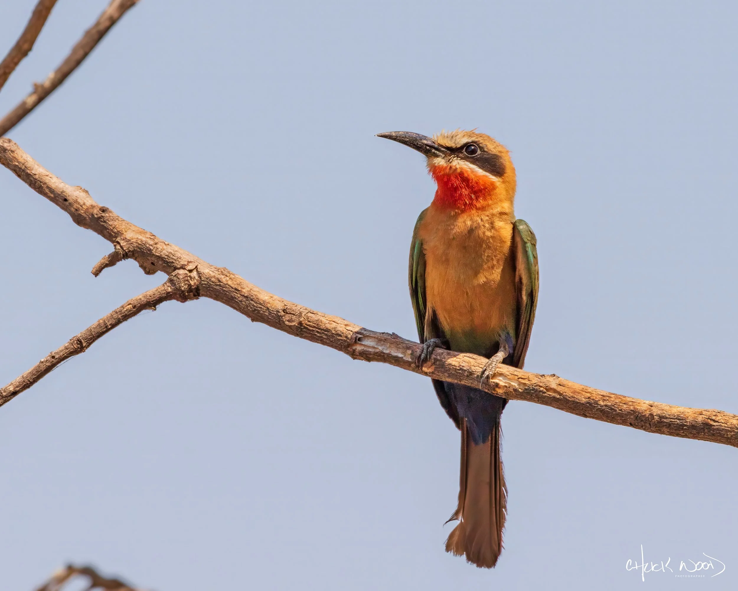  Mana Pools, Zimbabwe 2019 