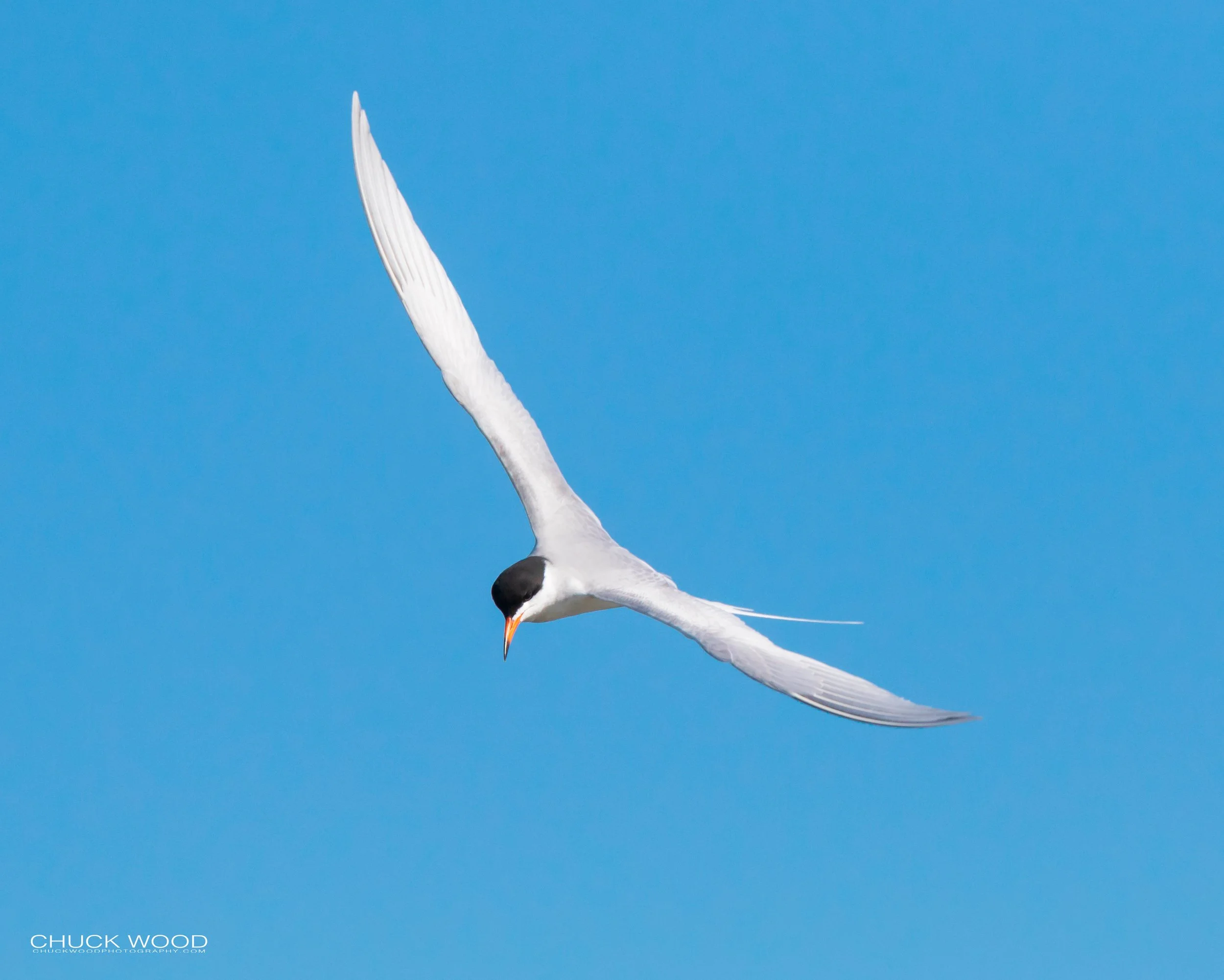  Forsythe NWR, NJ 2019 