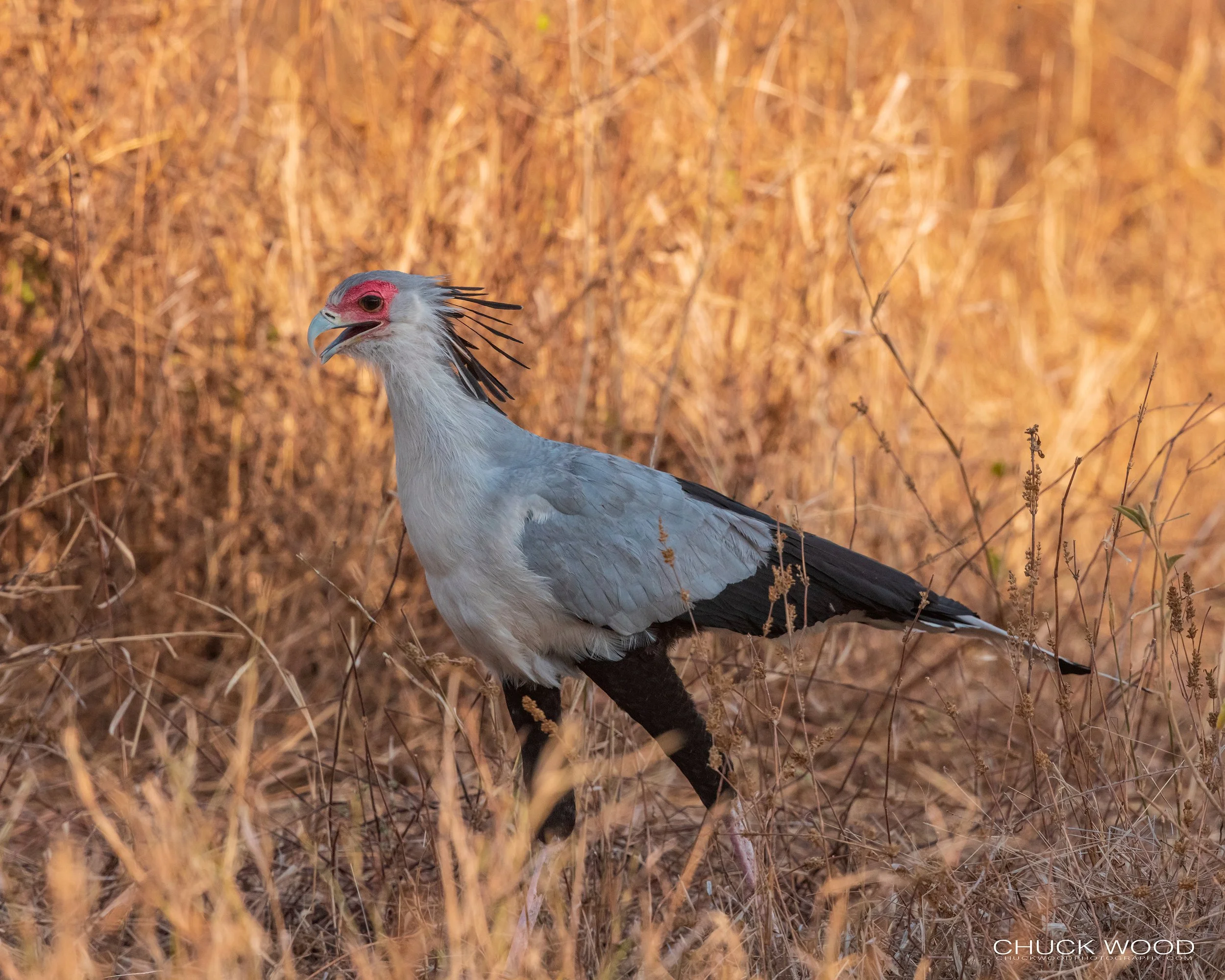   Tarangire, Tanzania 2021 
