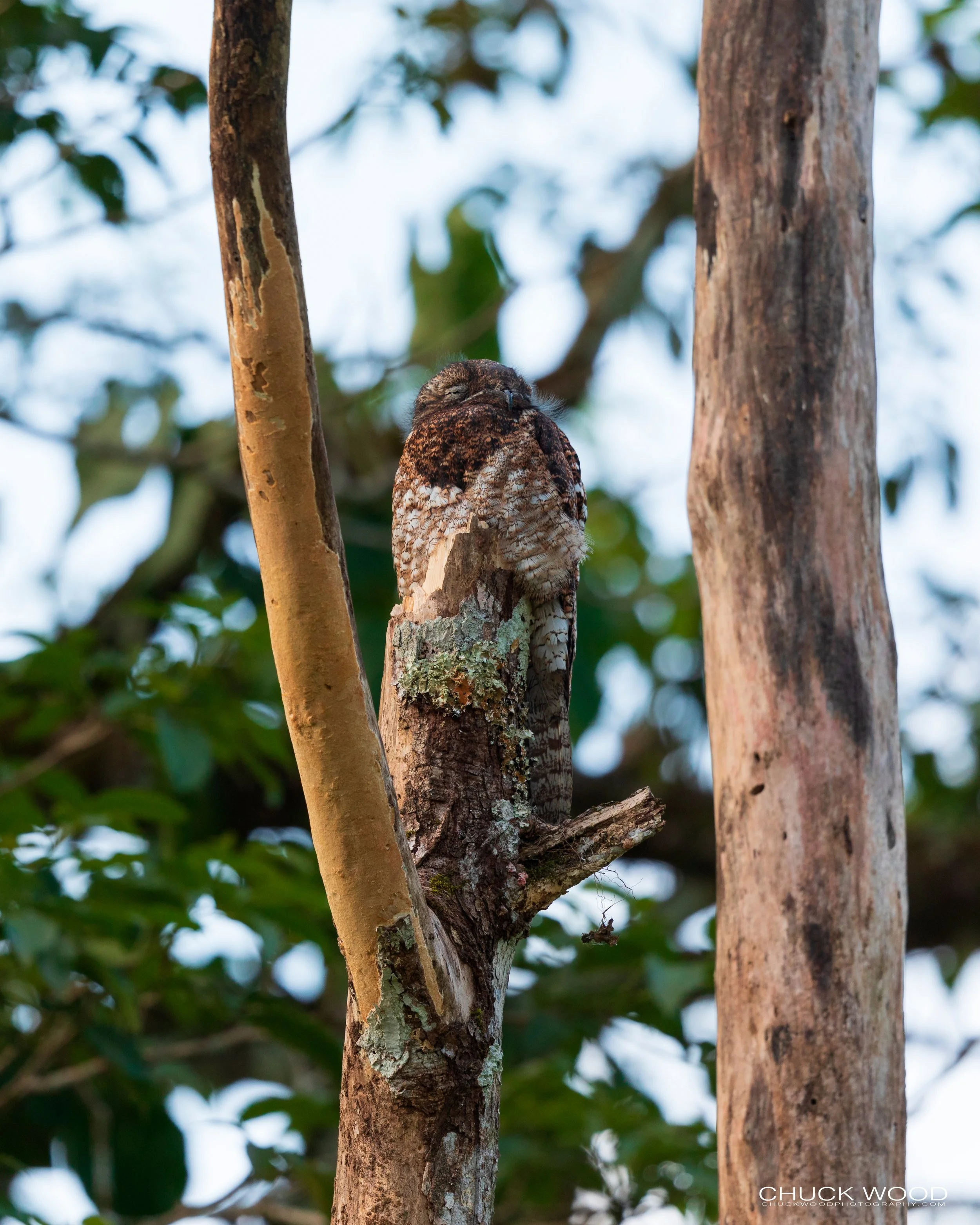  CATIE, Costa Rica 2020 