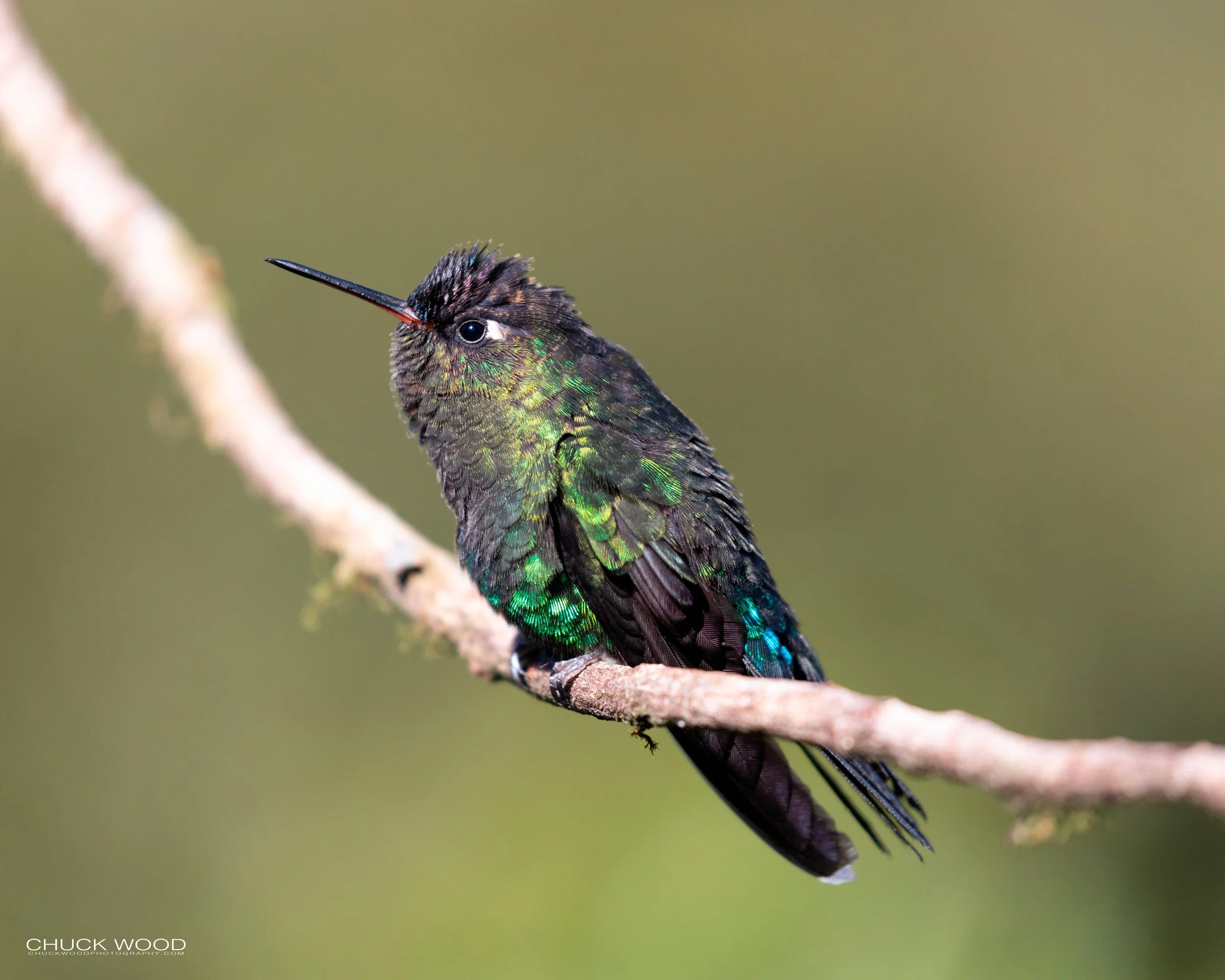  Paraiso Quetzal, Costa Rica 2020 