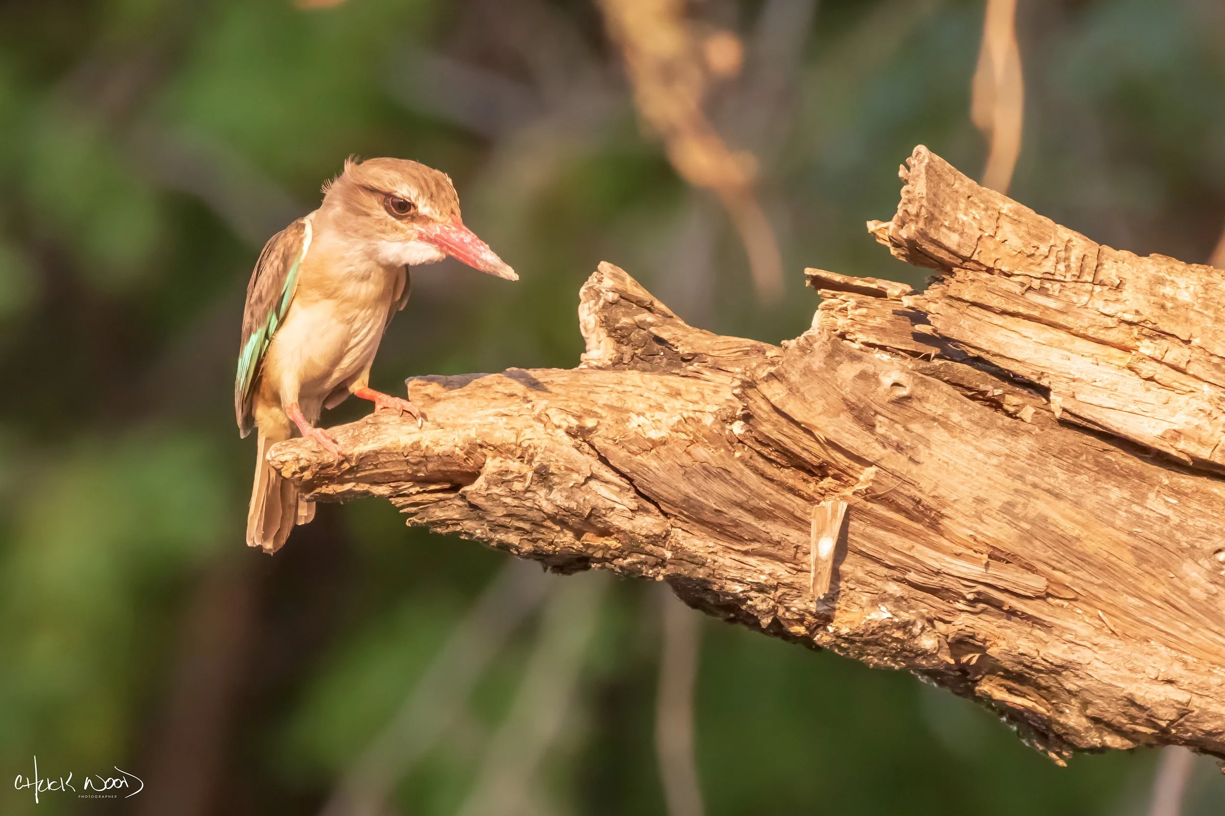 Mana Pools, Zimbabwe 2019 