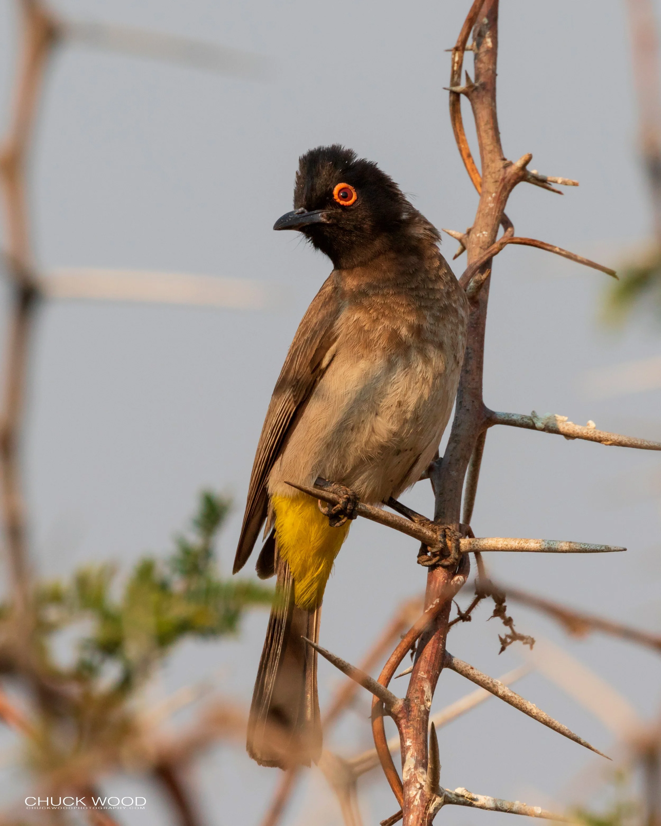  Hwange, Zimbabwe 2019 