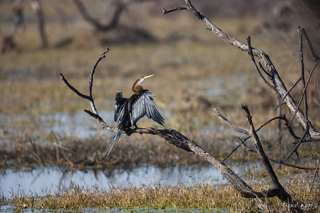  Keoladeo Ghana NP, India 2025 