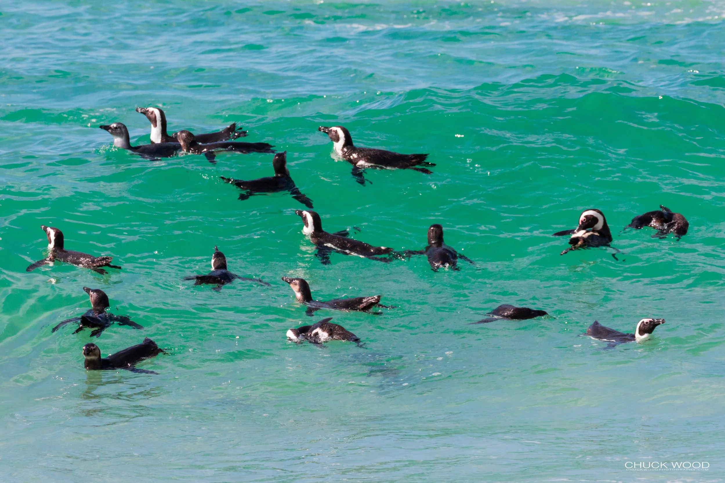  Boulders Beach, Cape Town 2019 