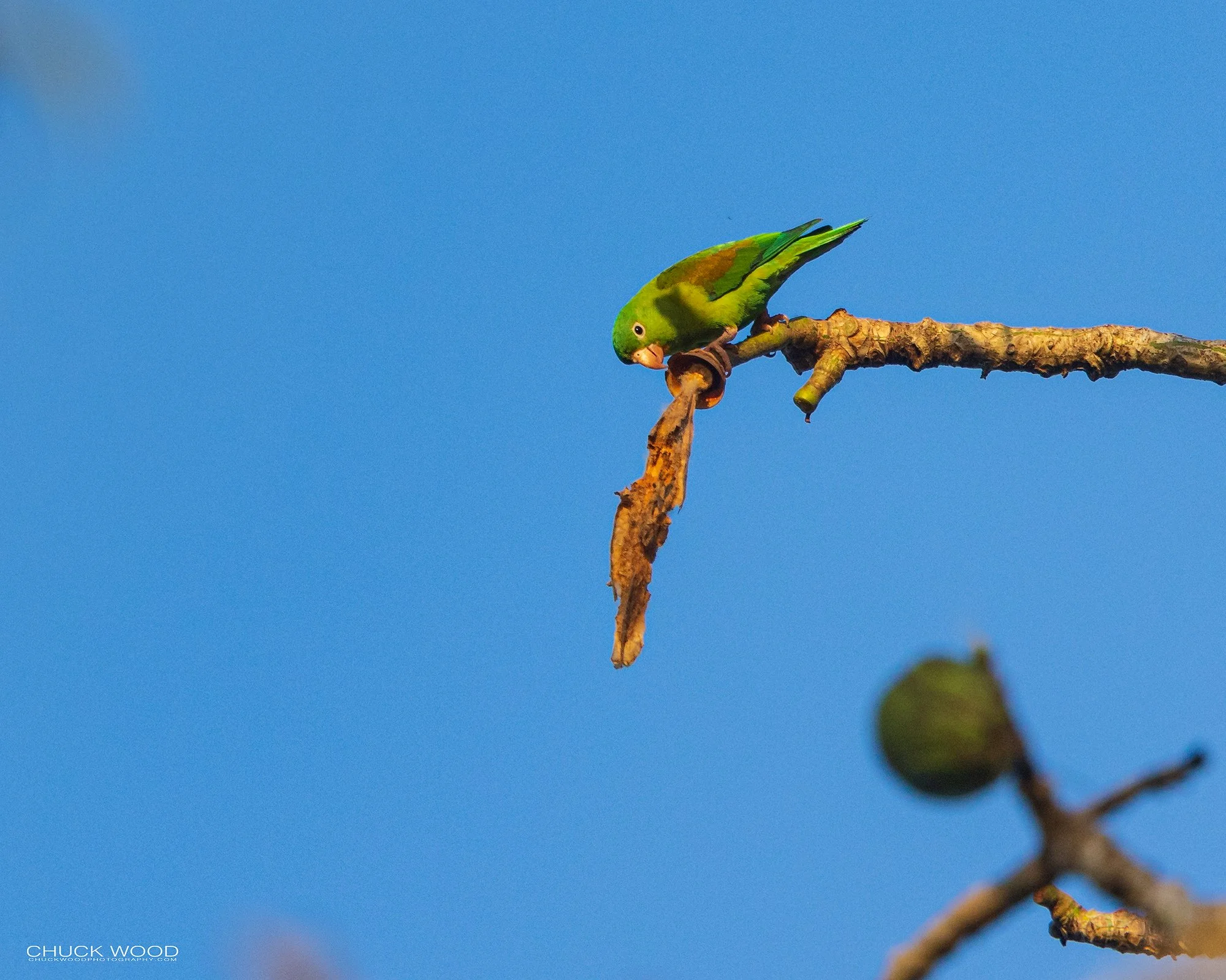 Osa Peninsula, Costa Rica 2022 