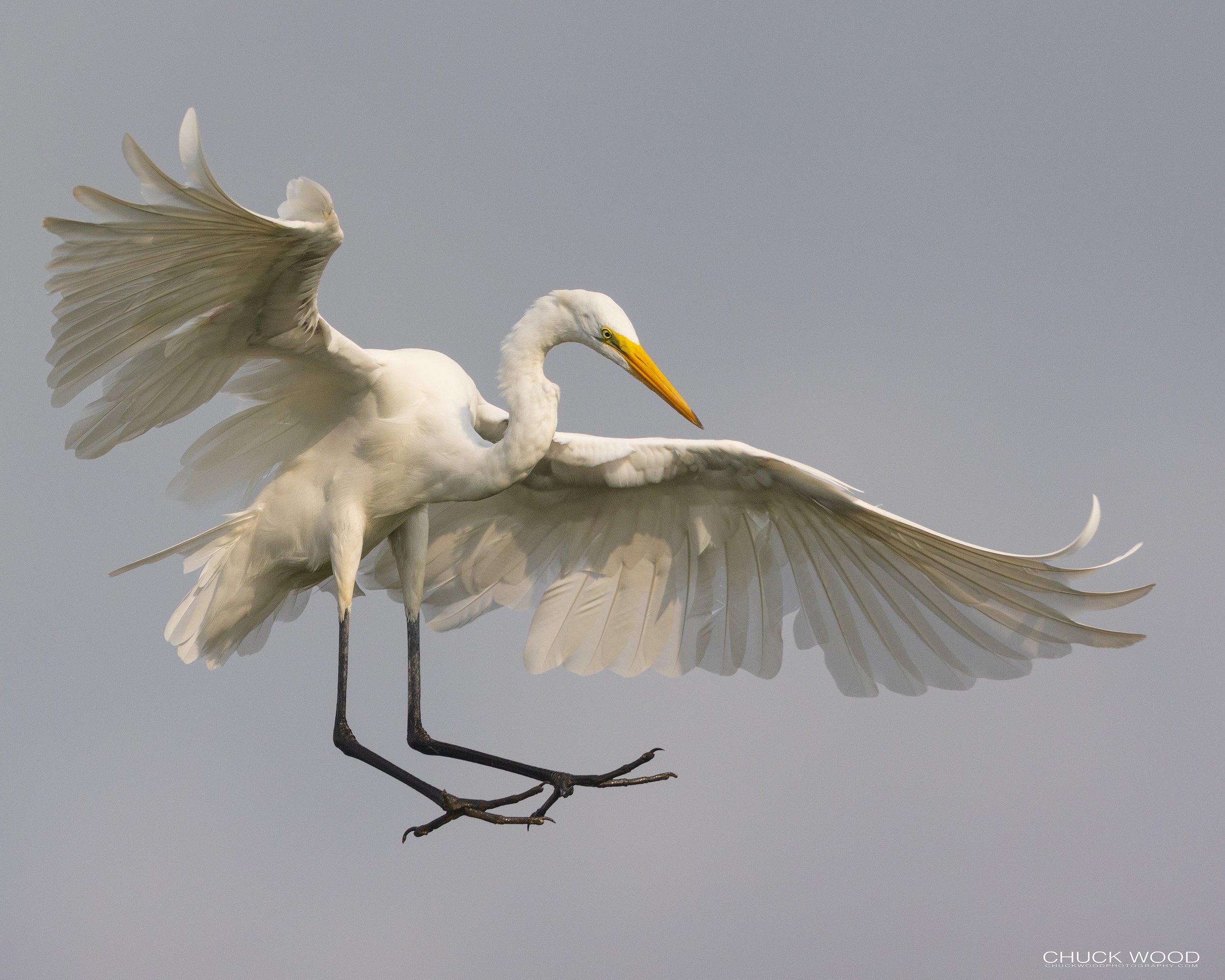 Forsythe NWR, NJ 2022 