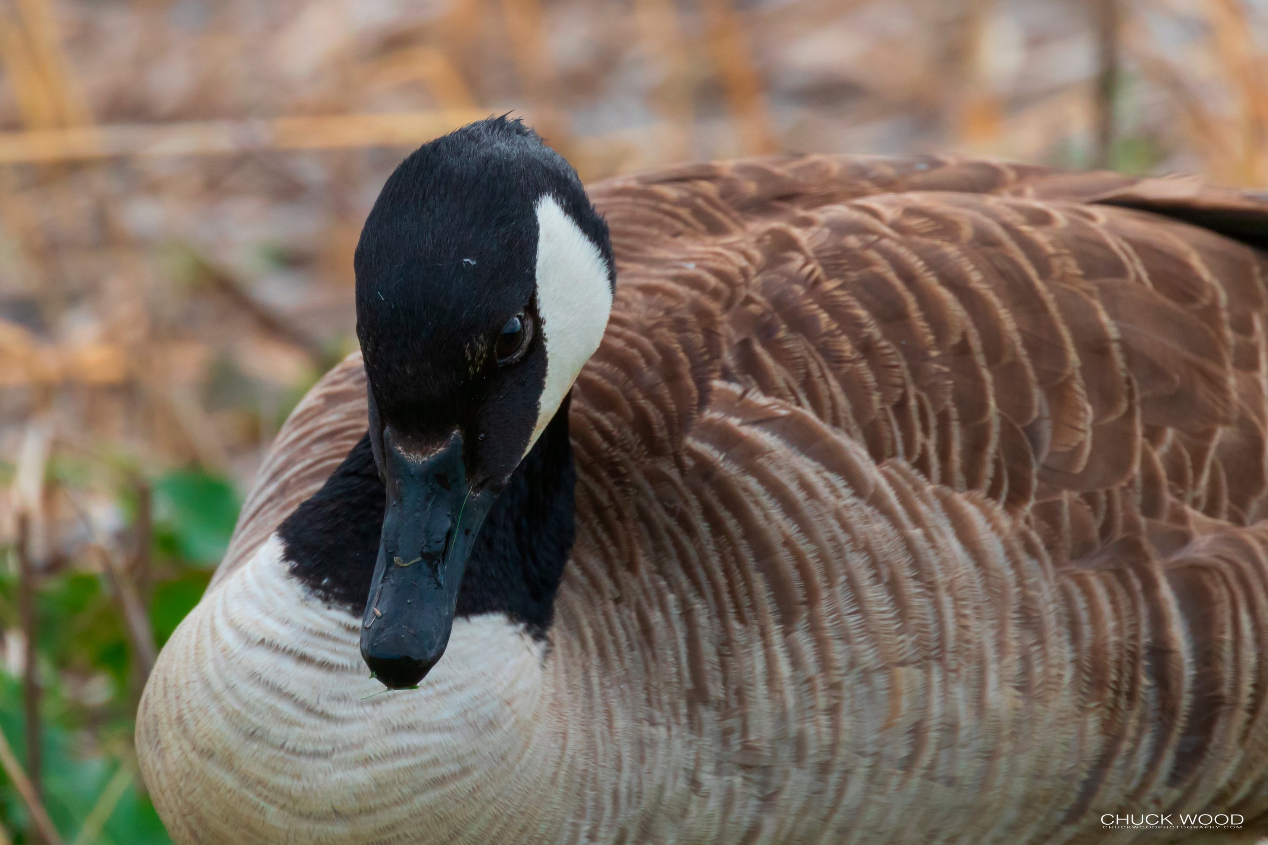  Forsythe NWR, NJ 2019 