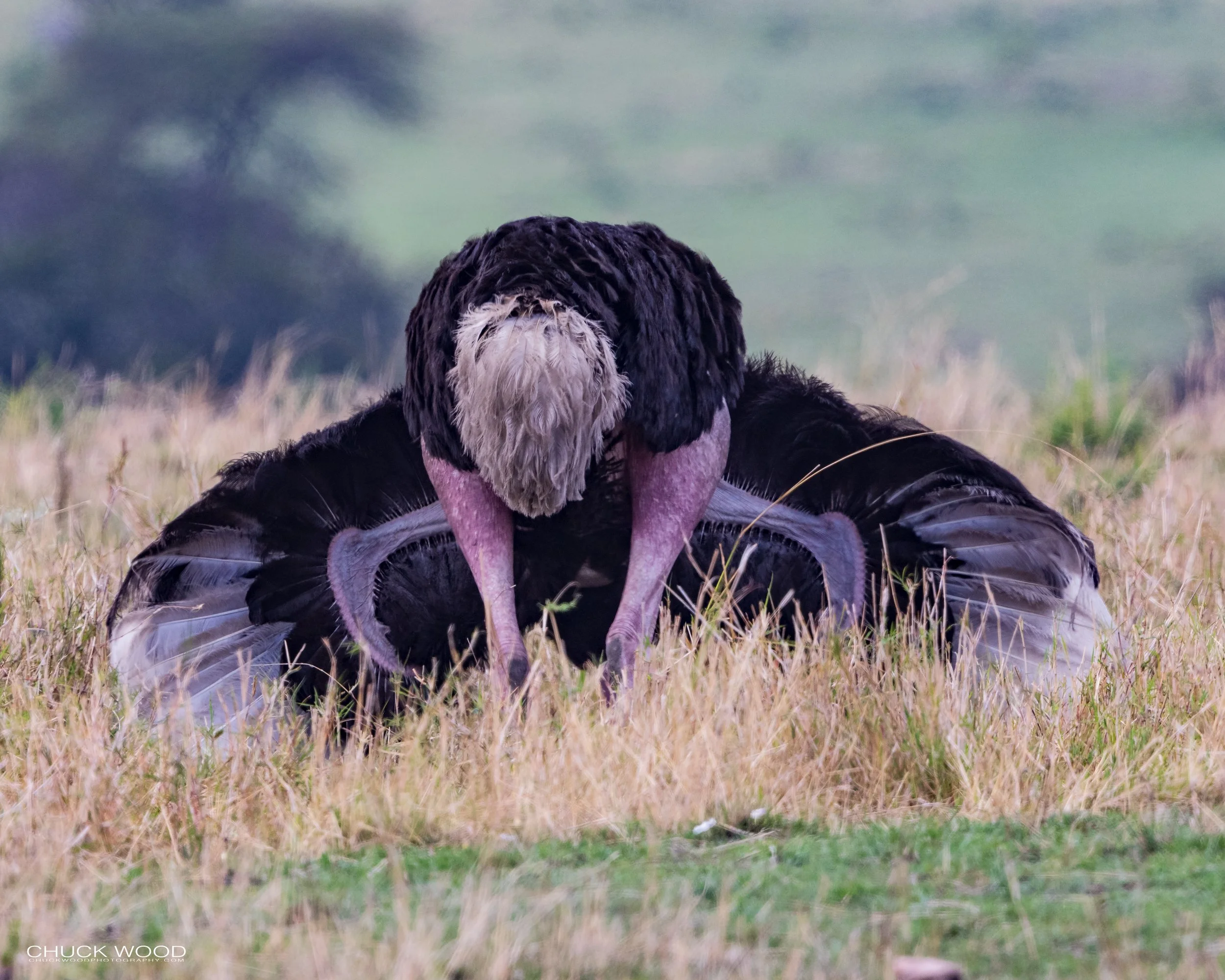  Serengeti, Tanzania 2021 