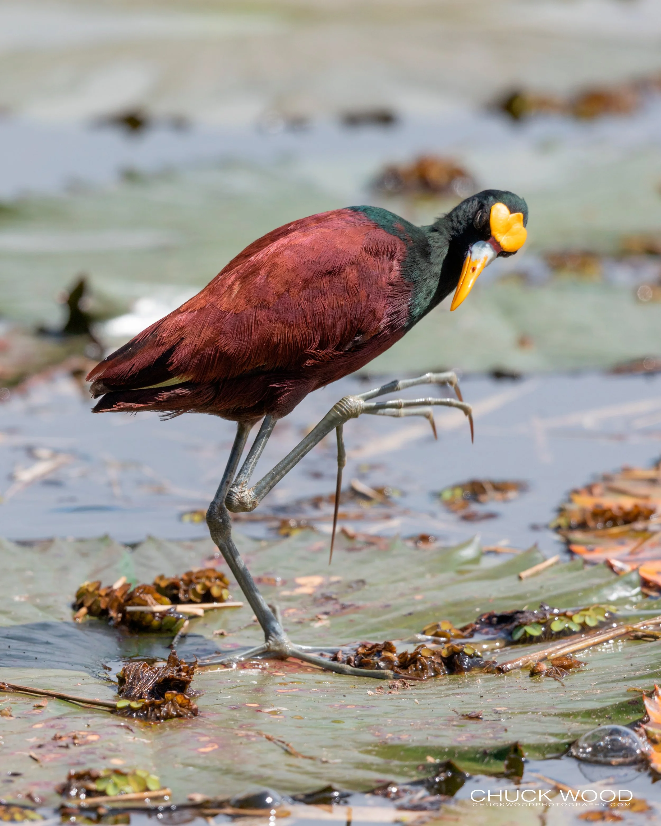  CATIE, Costa Rica 2020 