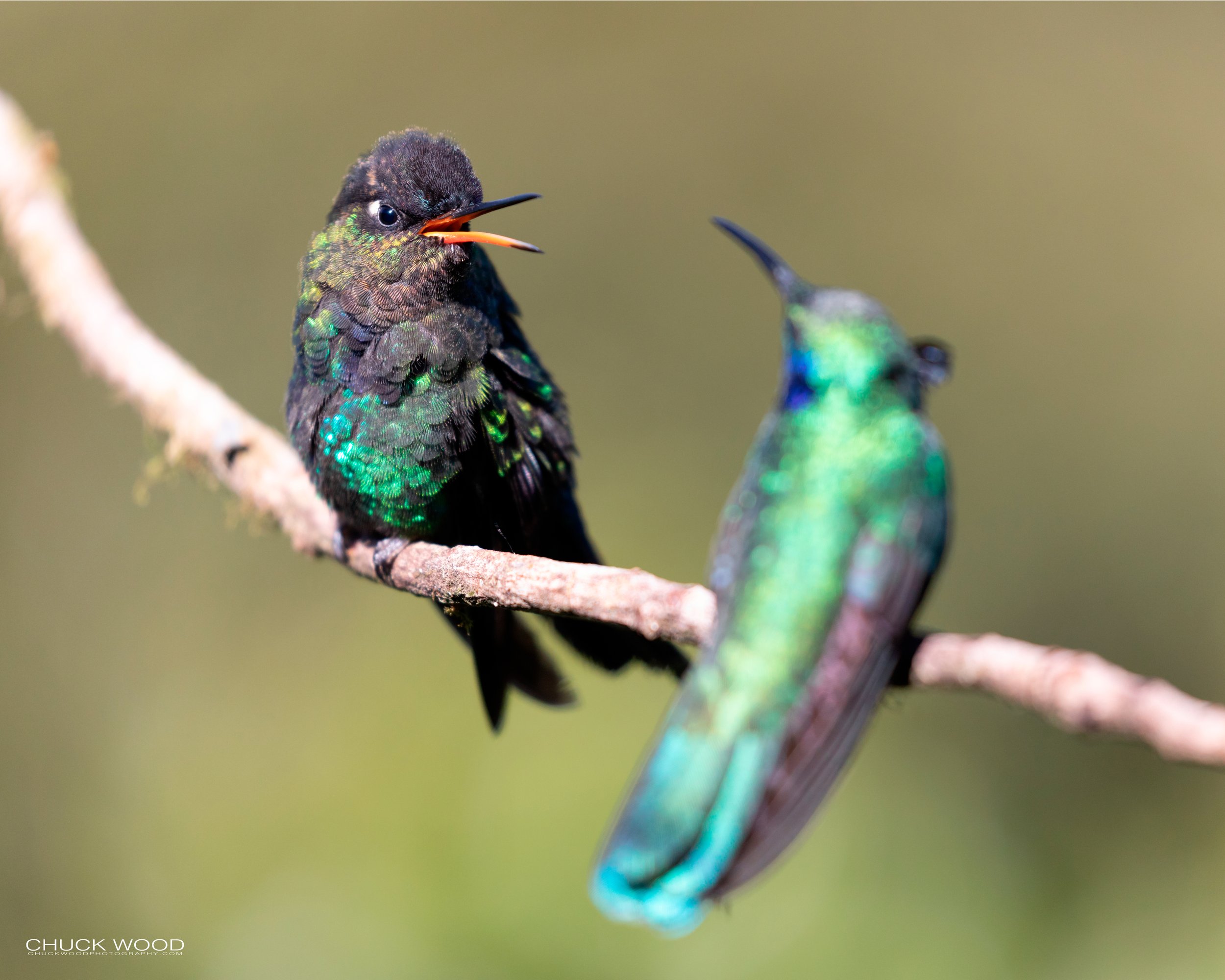  Paraiso Quetzal, Costa Rica 2020 