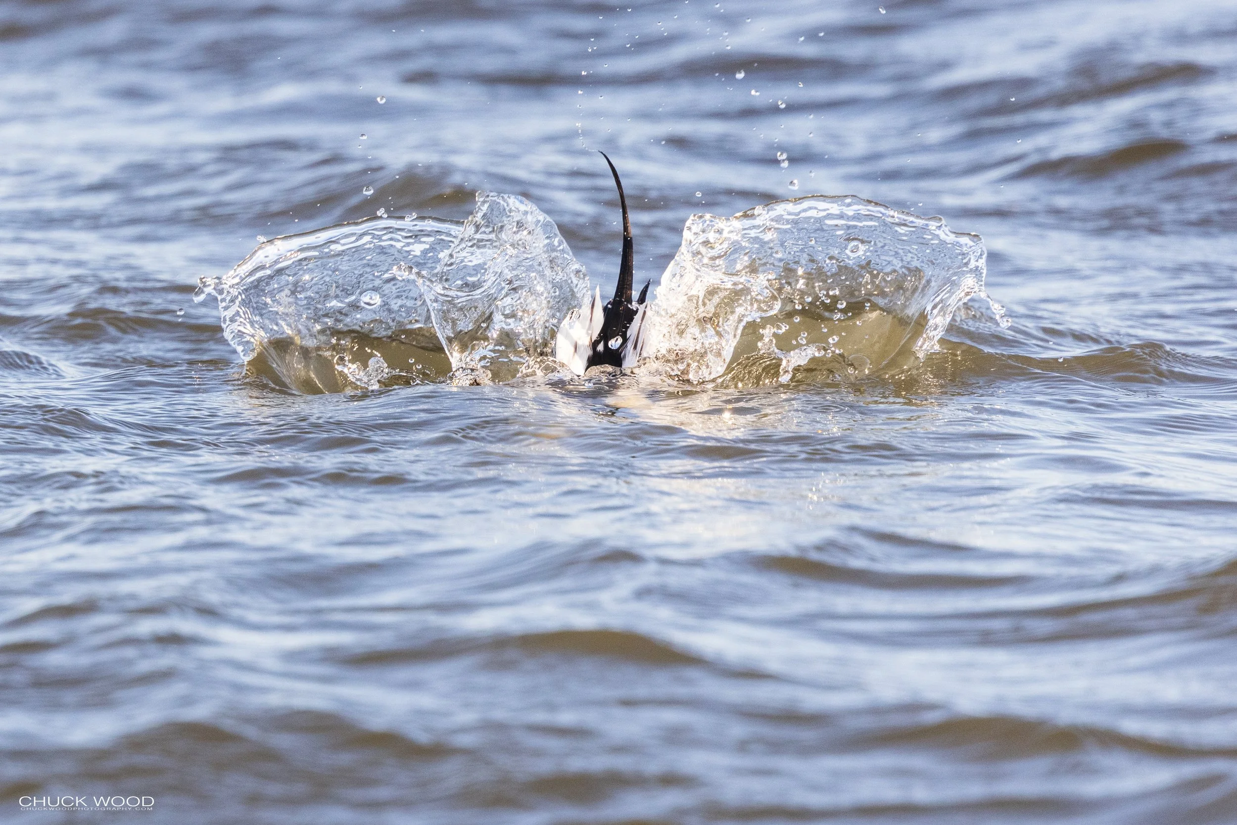  Barnegat Lighthouse, NJ 2021 