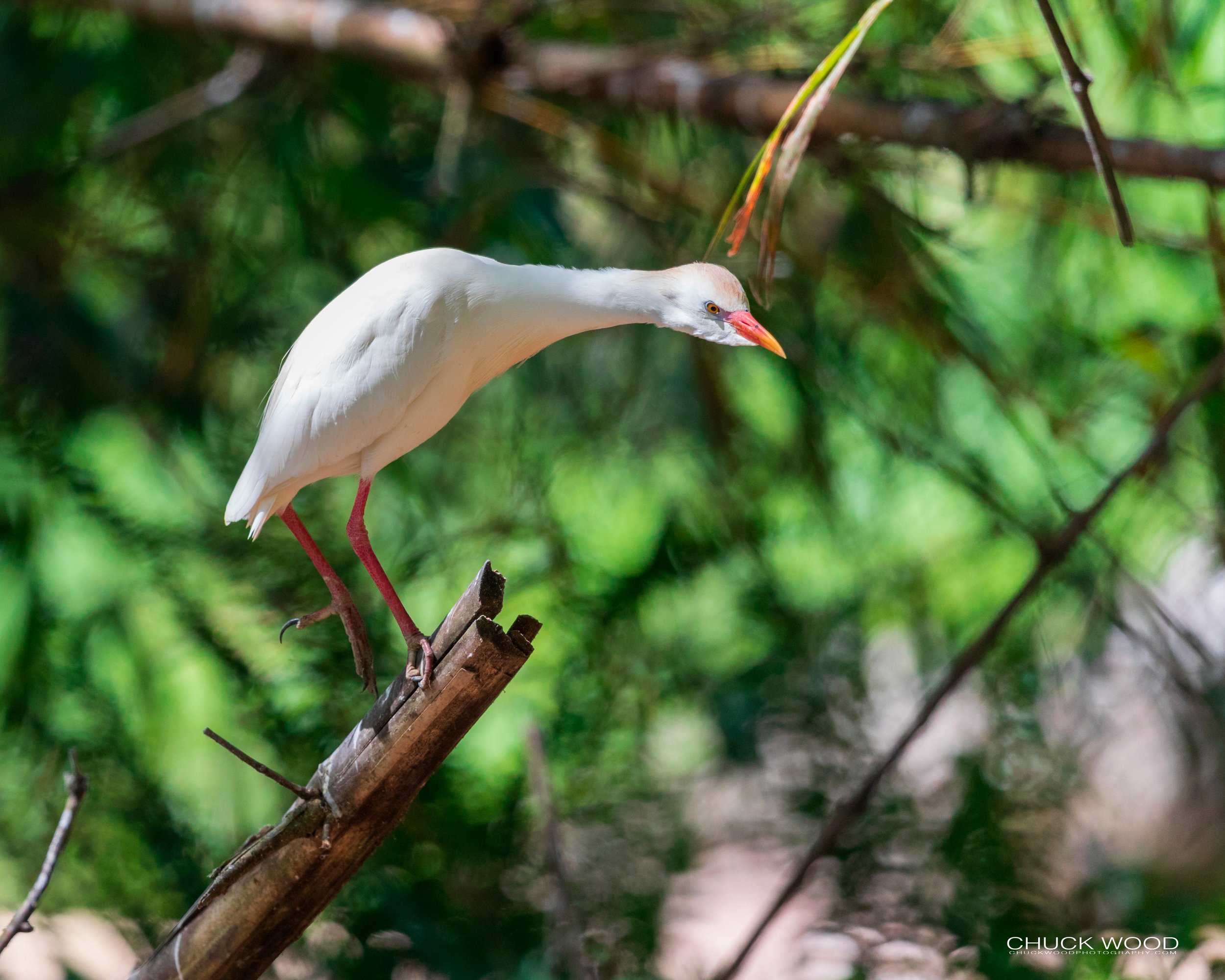  CATIE, Costa Rica 2020 