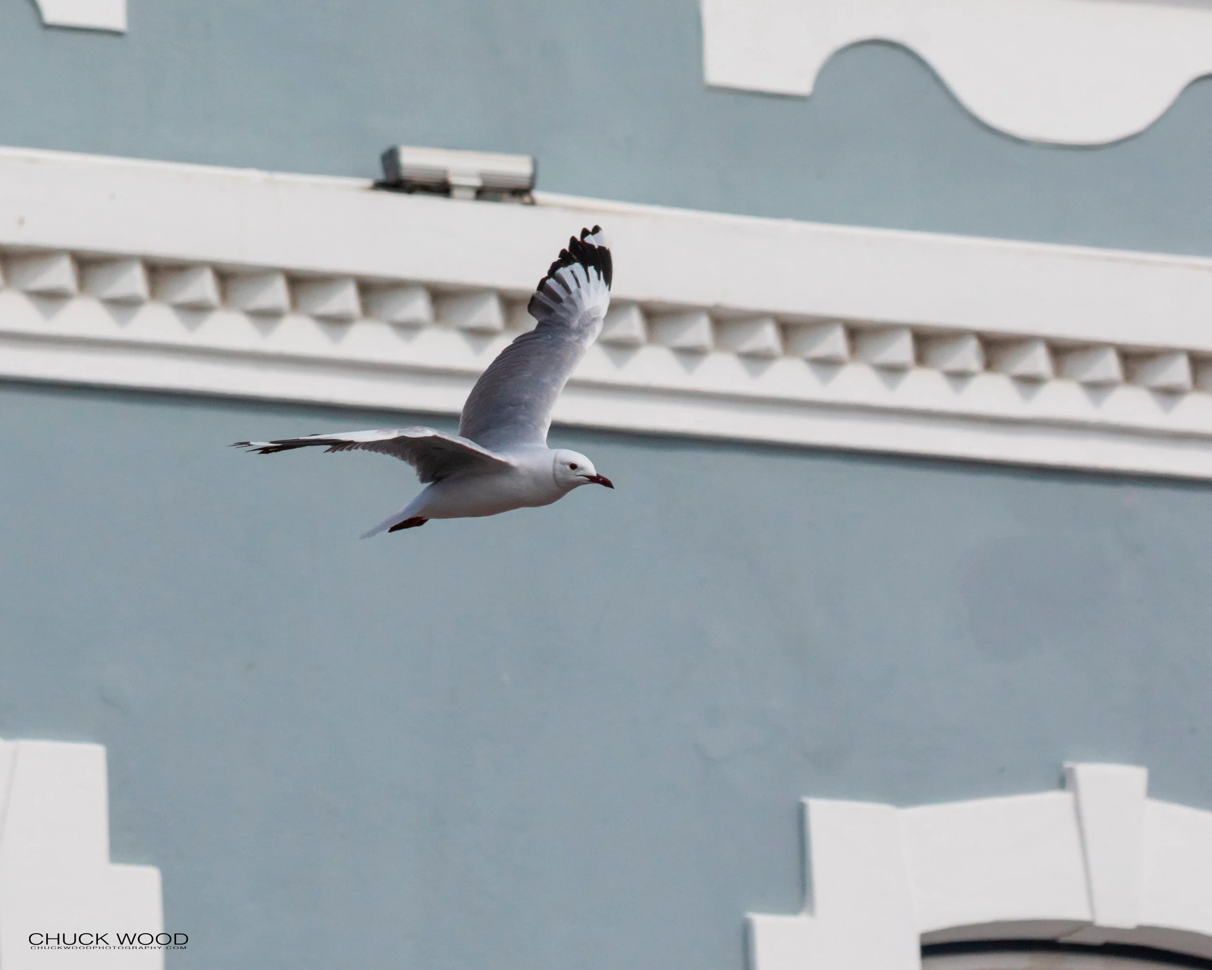  Cape Town, 2019 