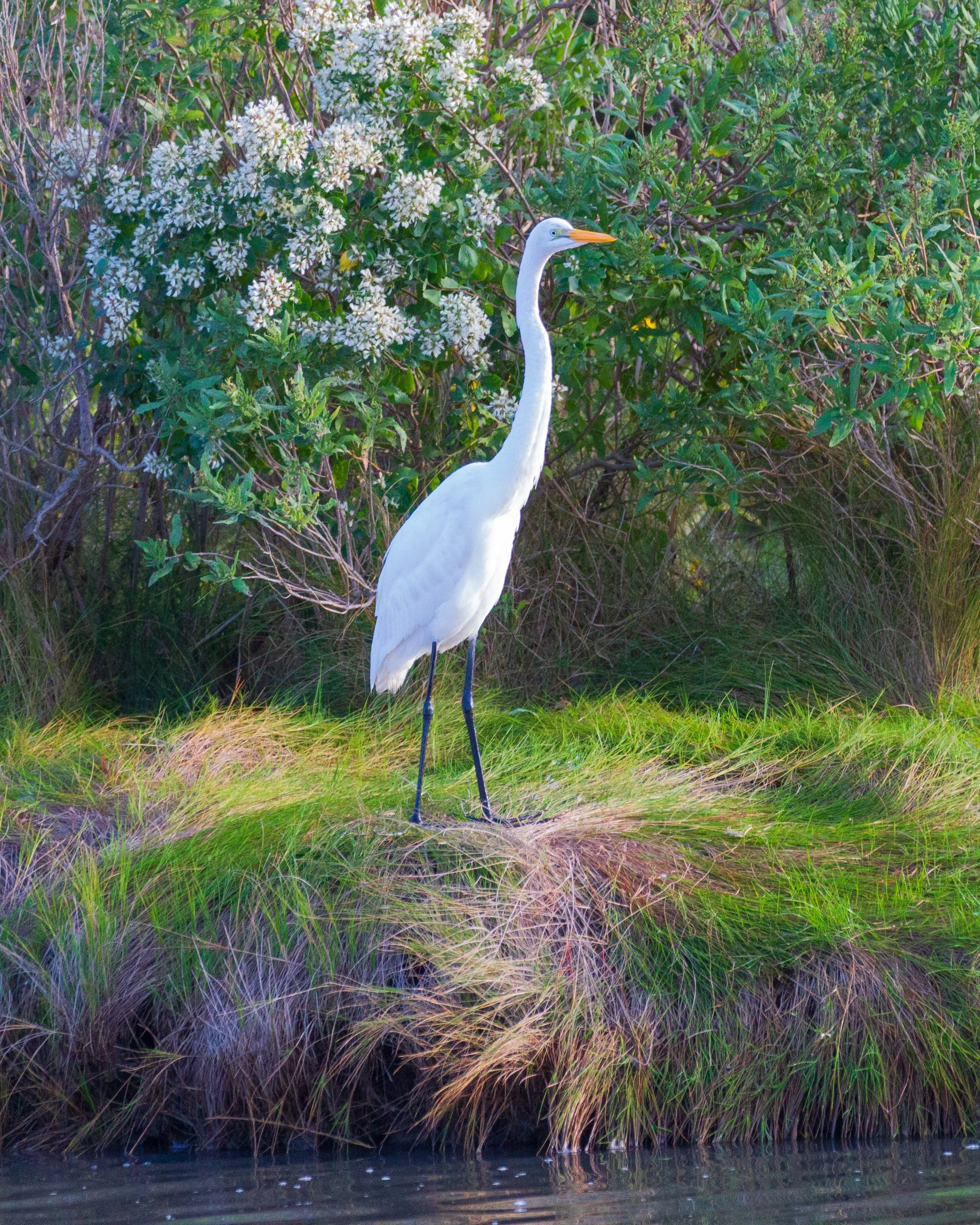 Forsythe NWR, NJ 2018 