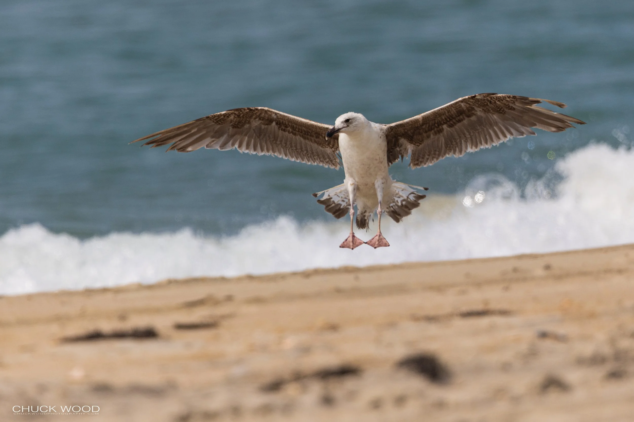  Cape Hatteras, NC 2022 