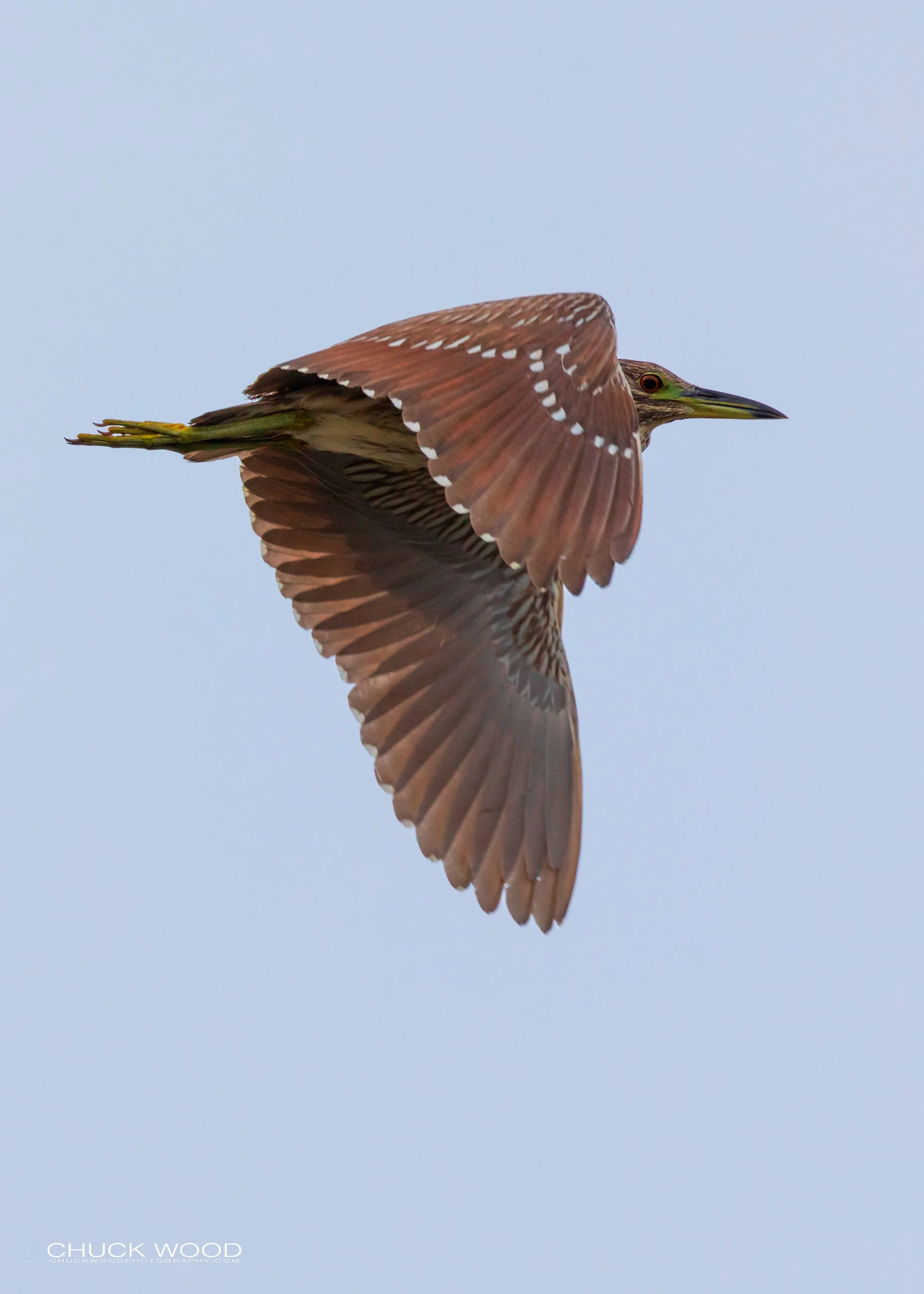  Forsythe NWR, NJ 2019 