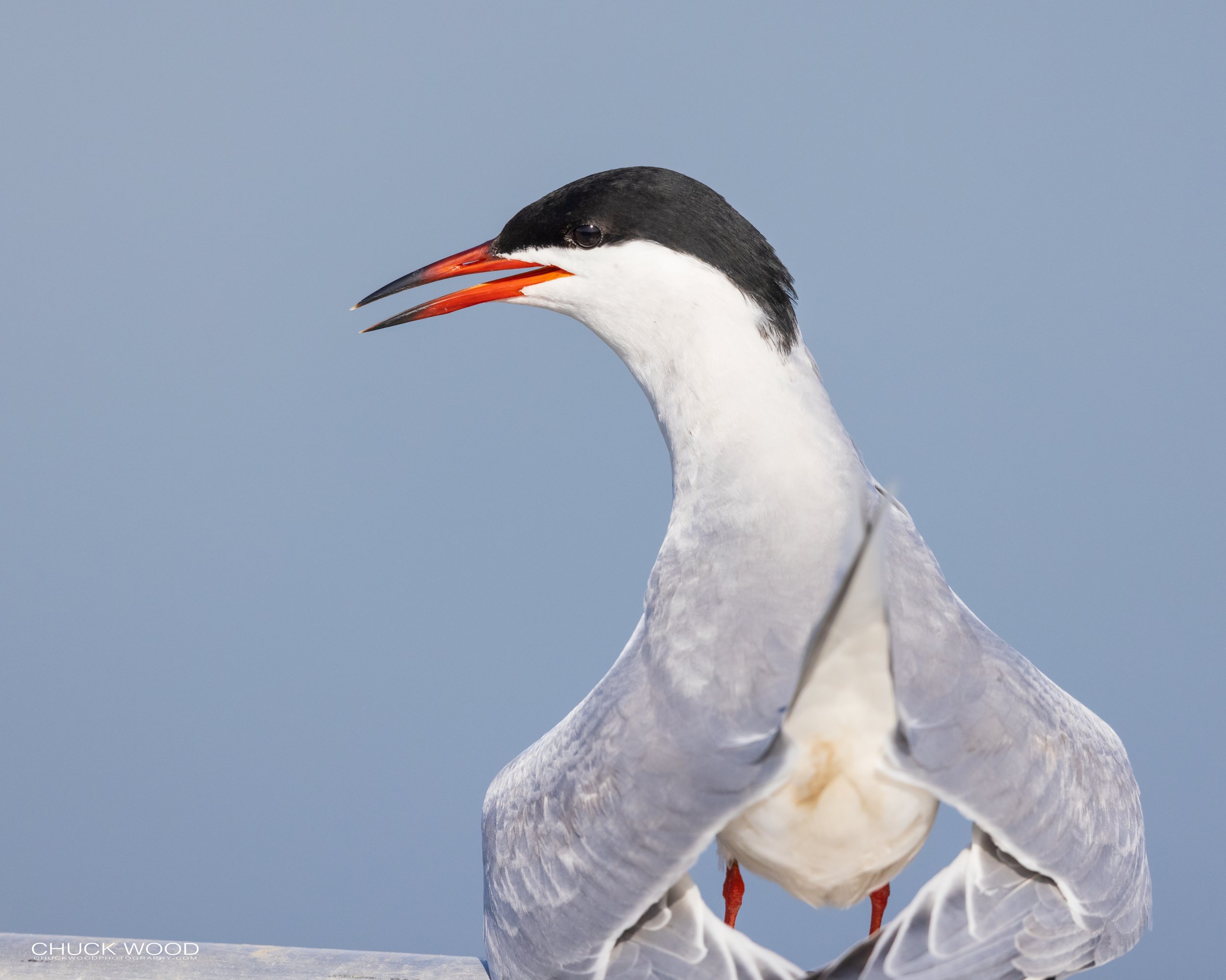  Forsythe NWR, NJ 2021 