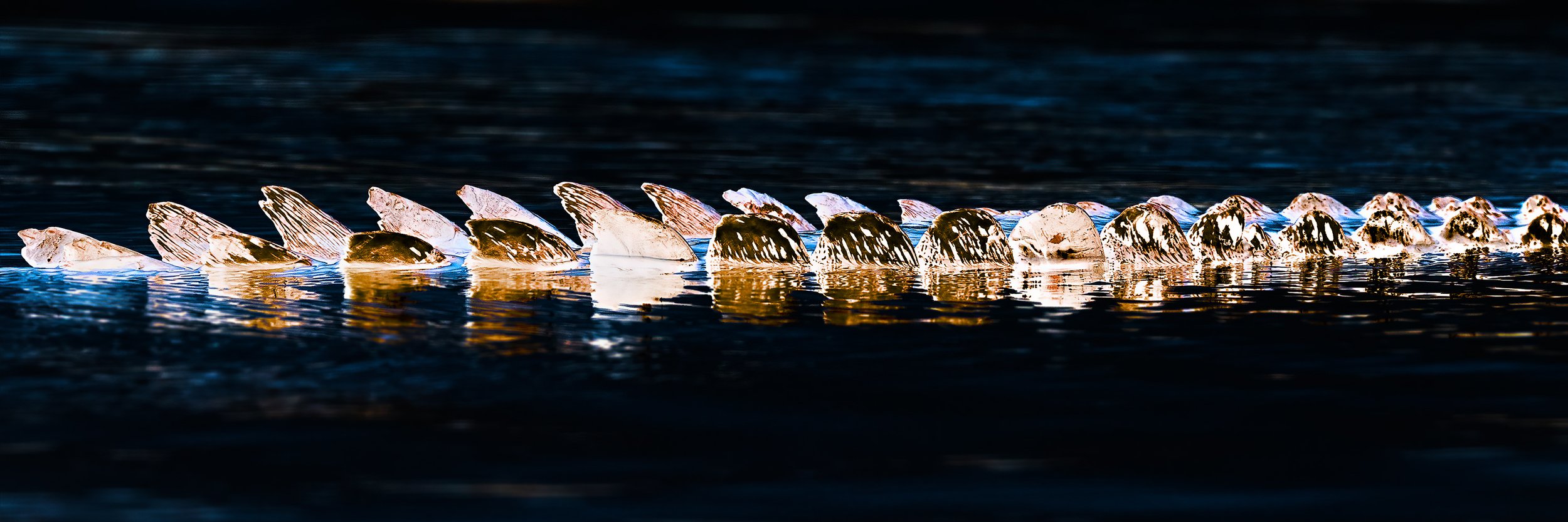 Chobe-Croc-Tail-2023-1x3-WB.jpg