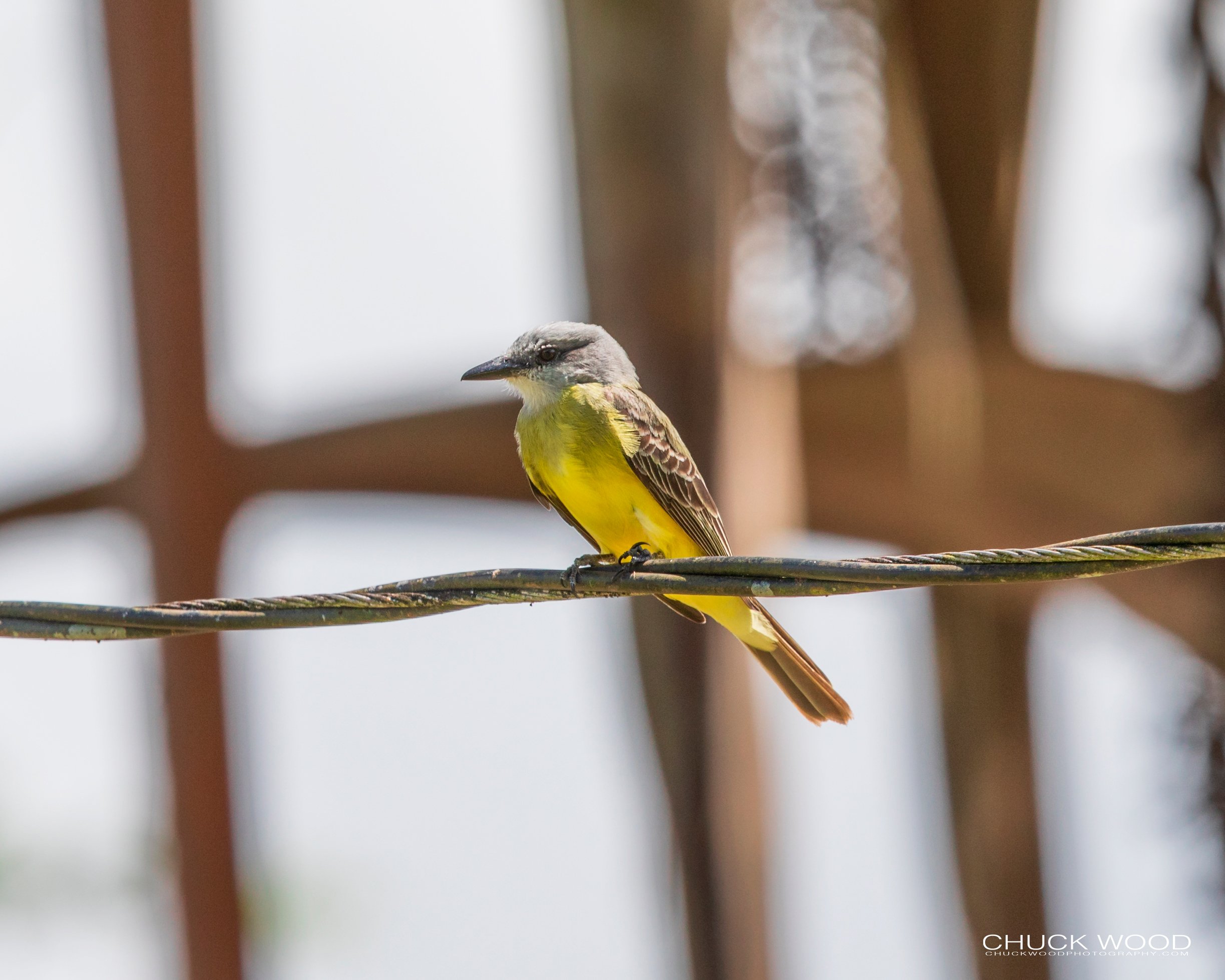  CATIE, Costa Rica 2020 I/ 