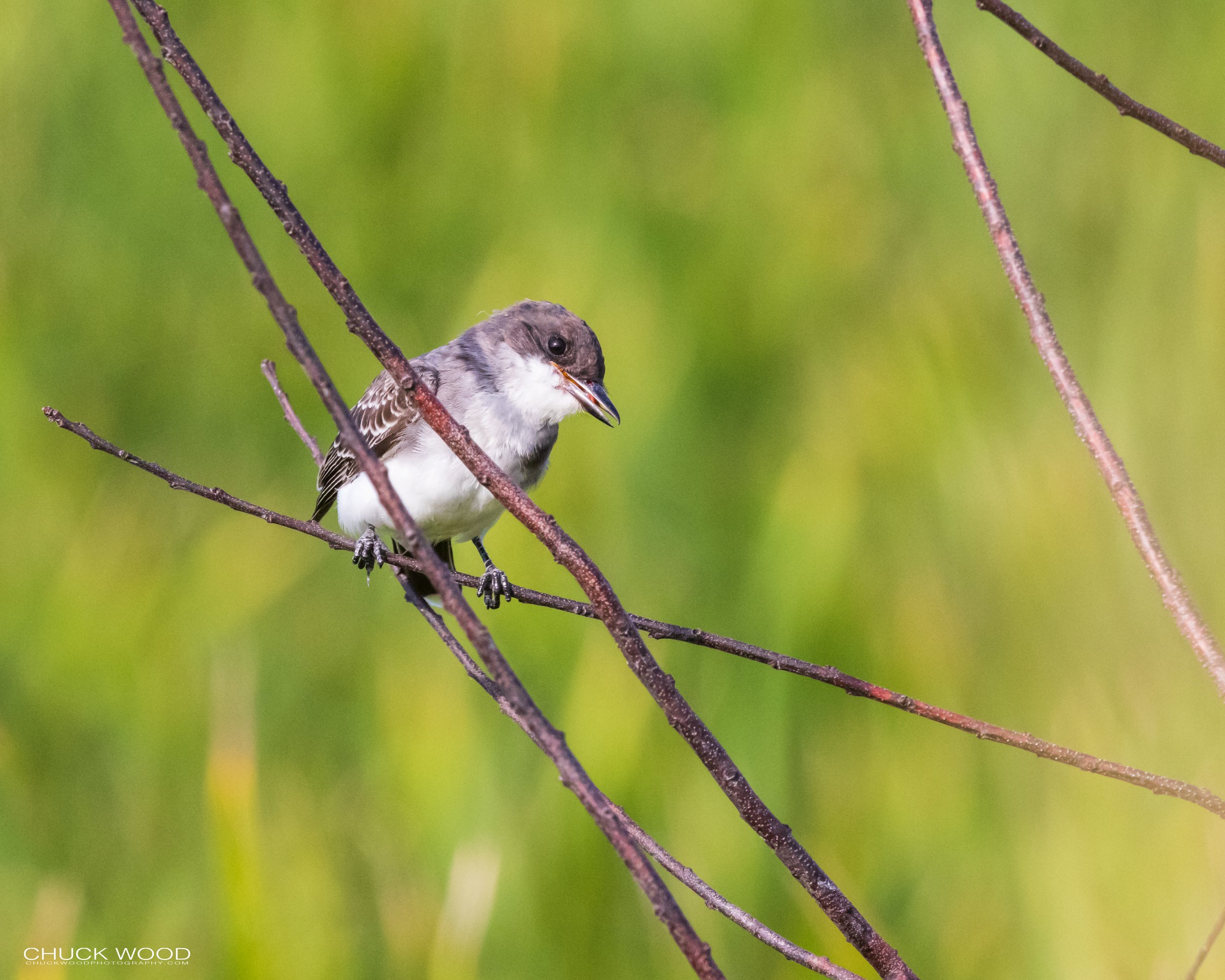  Forsythe NWR, NJ 2021 I/ 