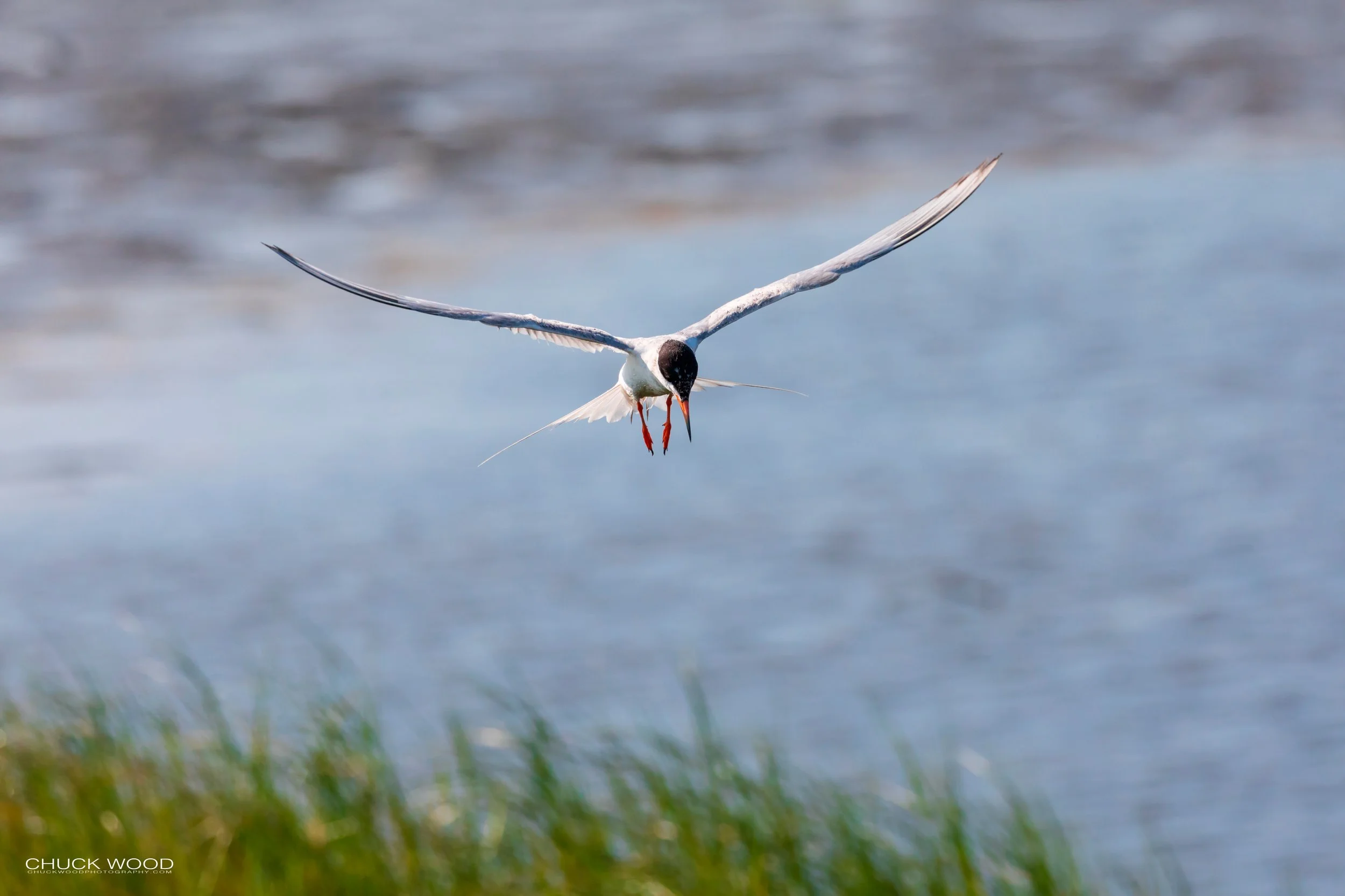  Forsythe NWR, NJ 2019 